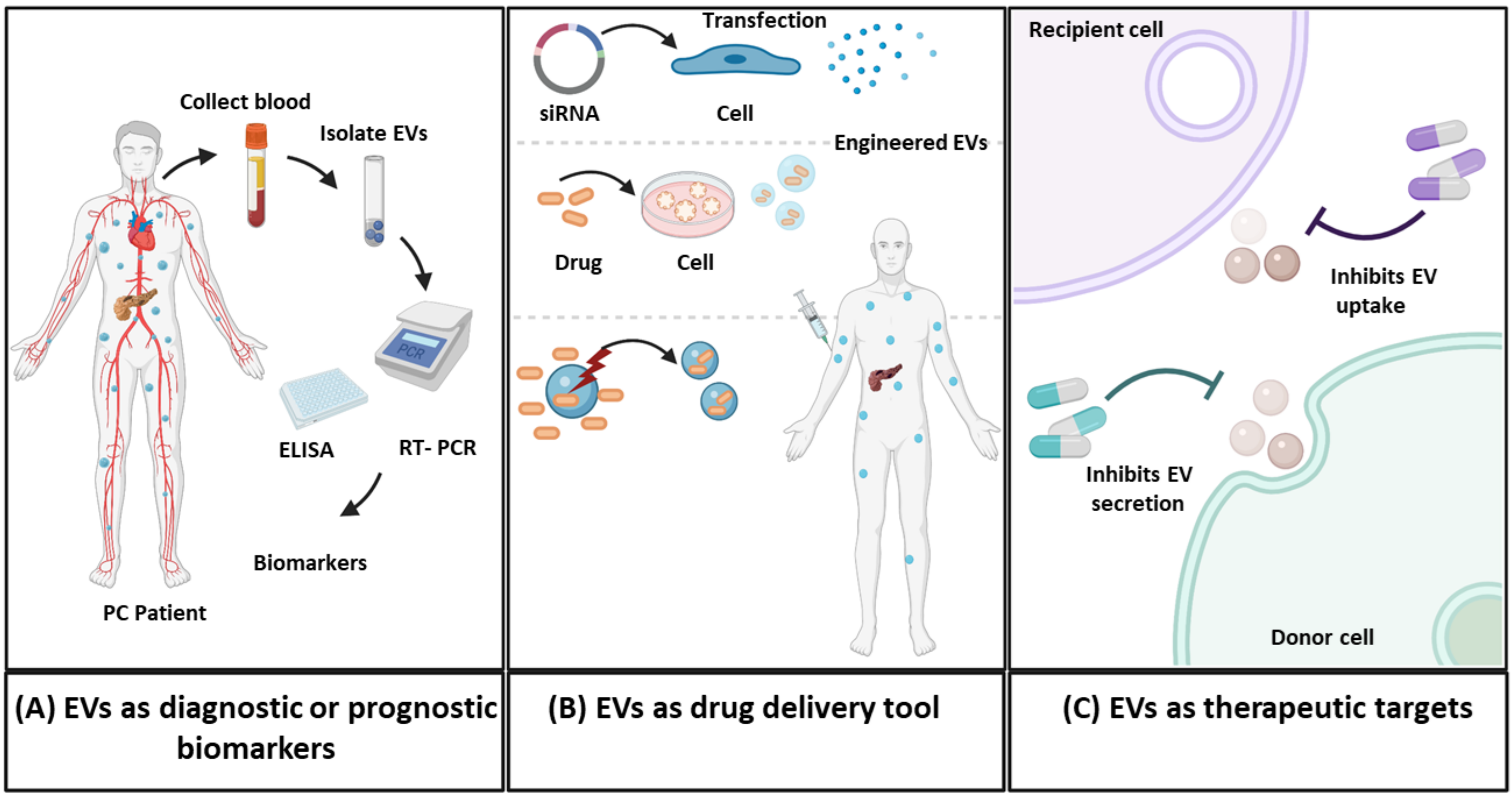 Cancers 13 05669 g003