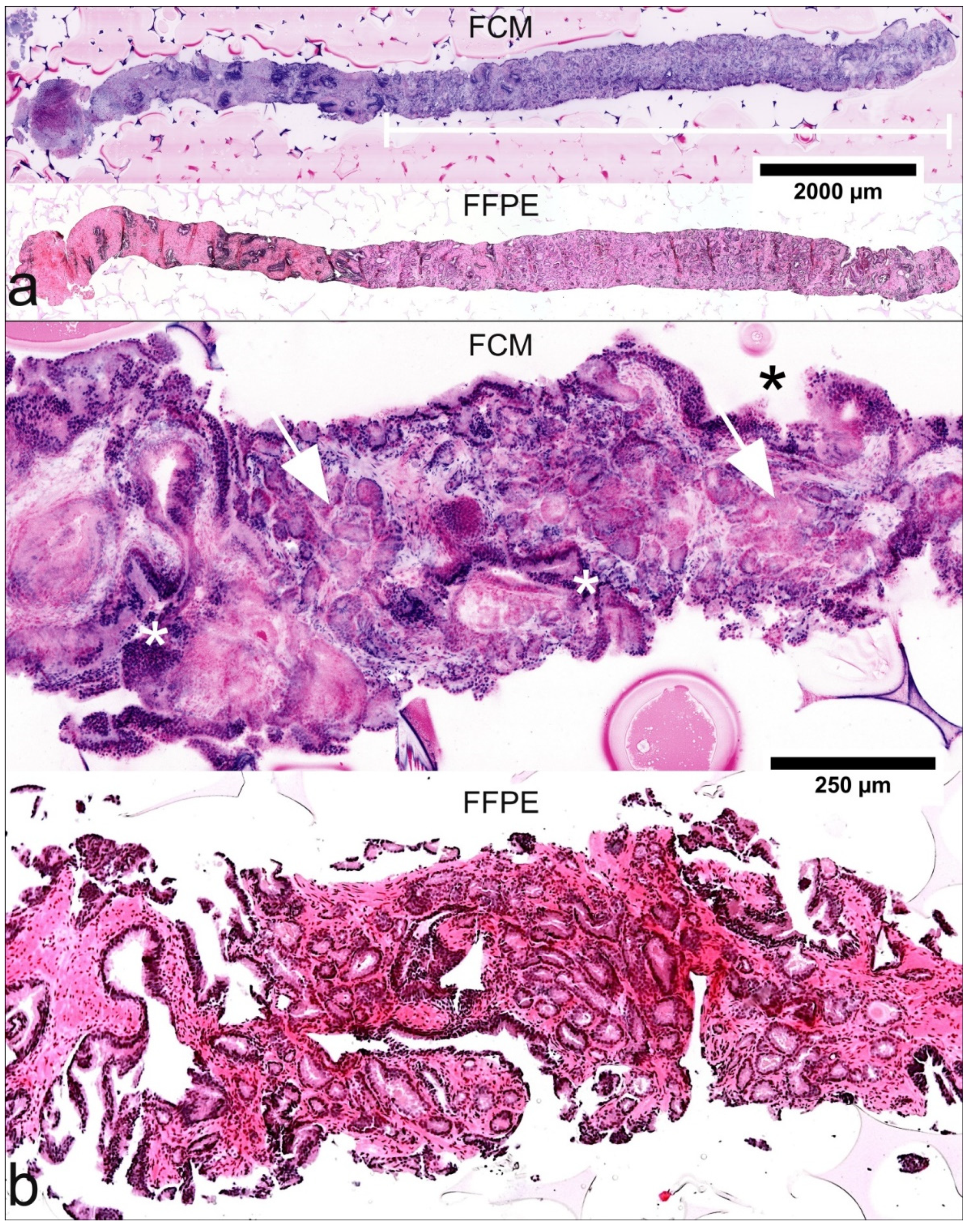 Cancers 13 05685 g001