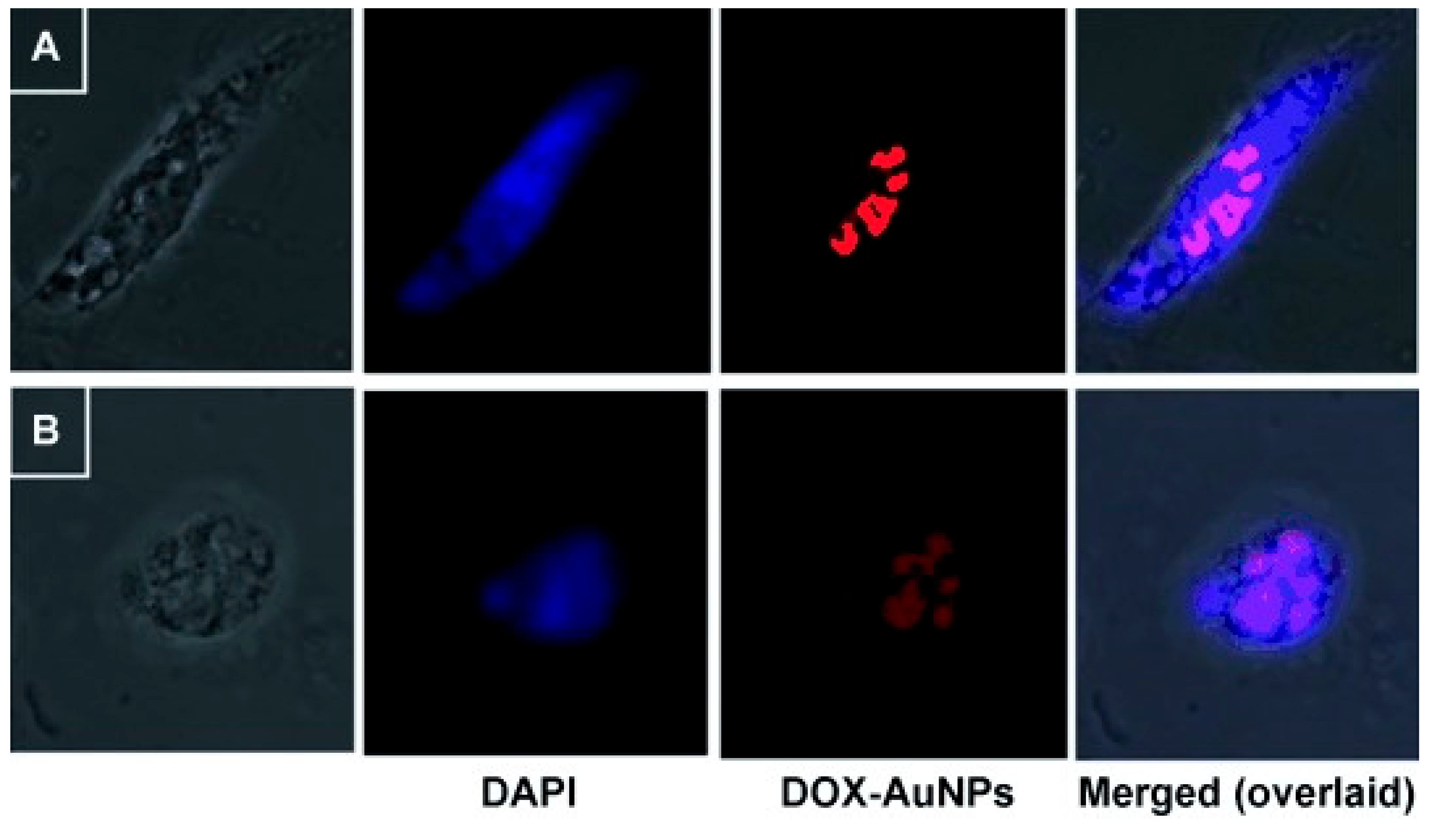 Cancers 13 05686 g002