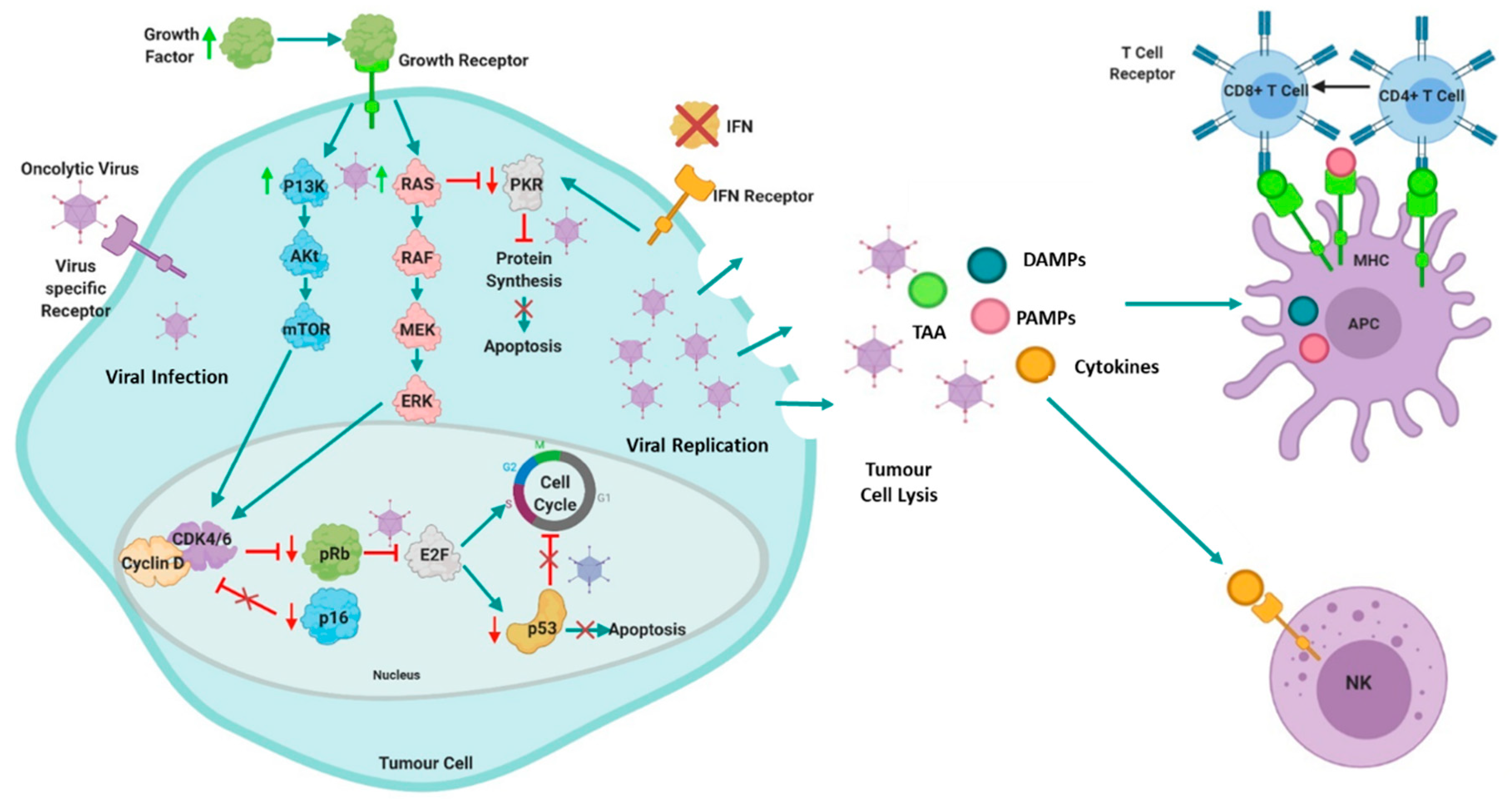 Cancers 13 05687 g001 Cancers 13 05687 g001