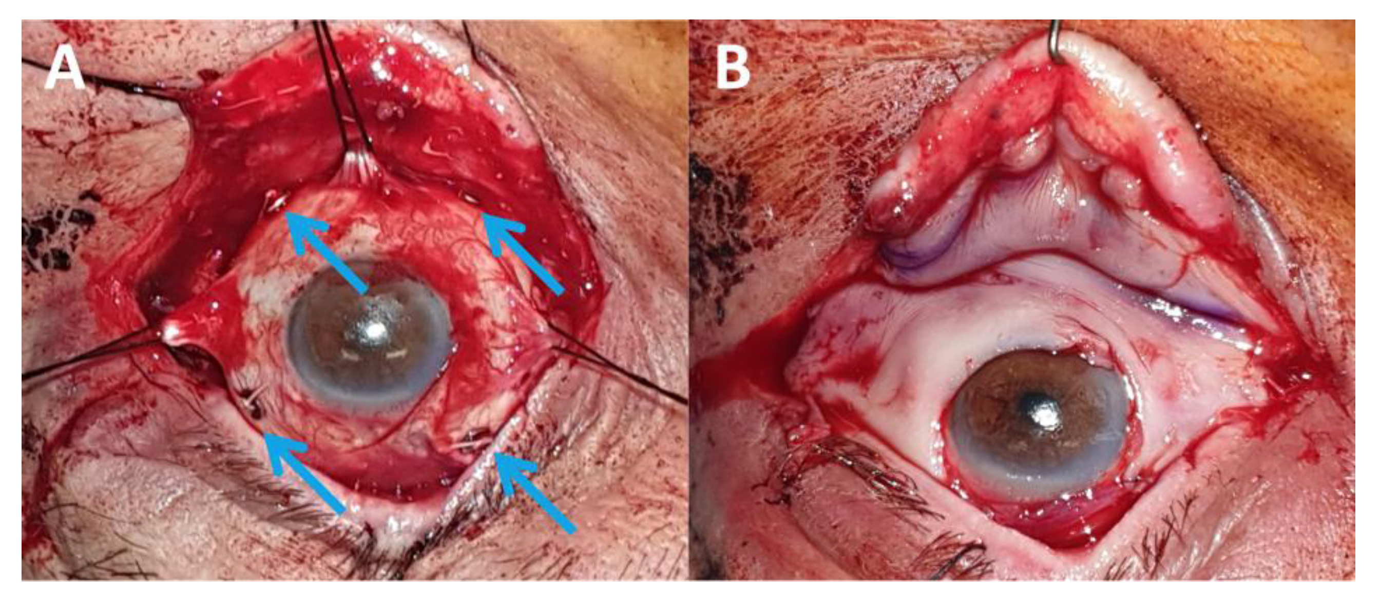 Cancers 13 05691 g005 Cancers 13 05691 g005