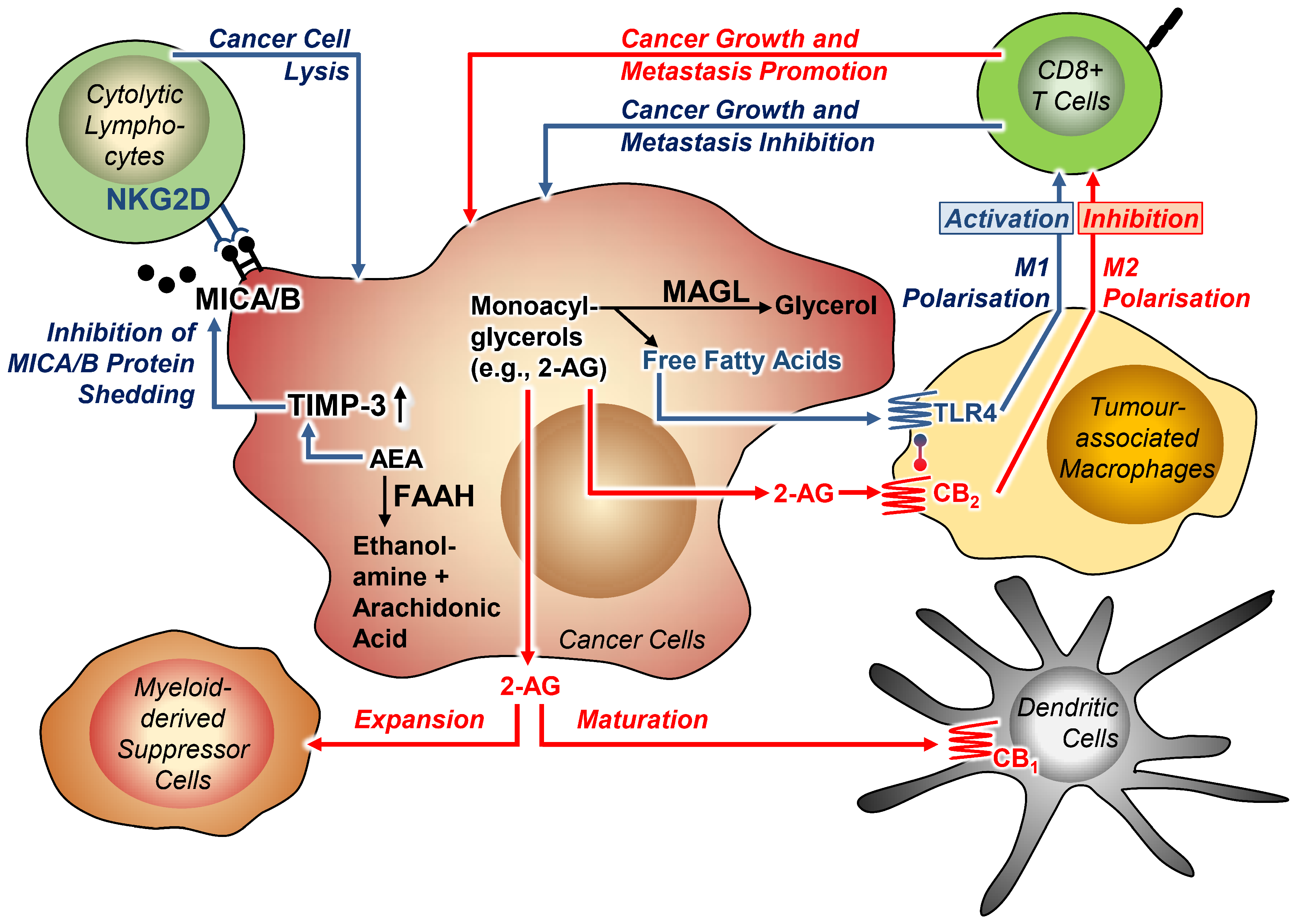 Cancers 13 05701 g002