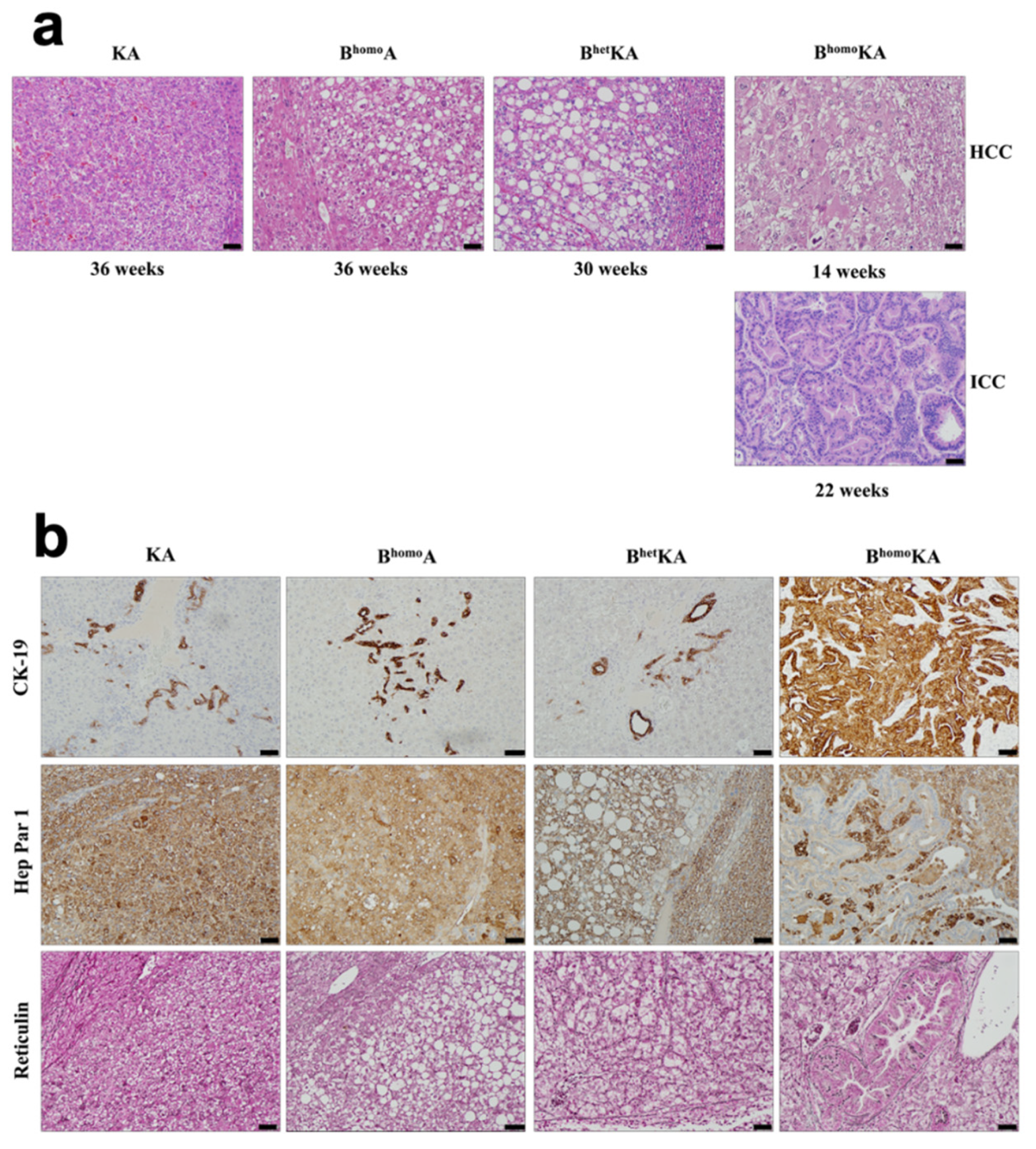 Cancers 13 05709 g002