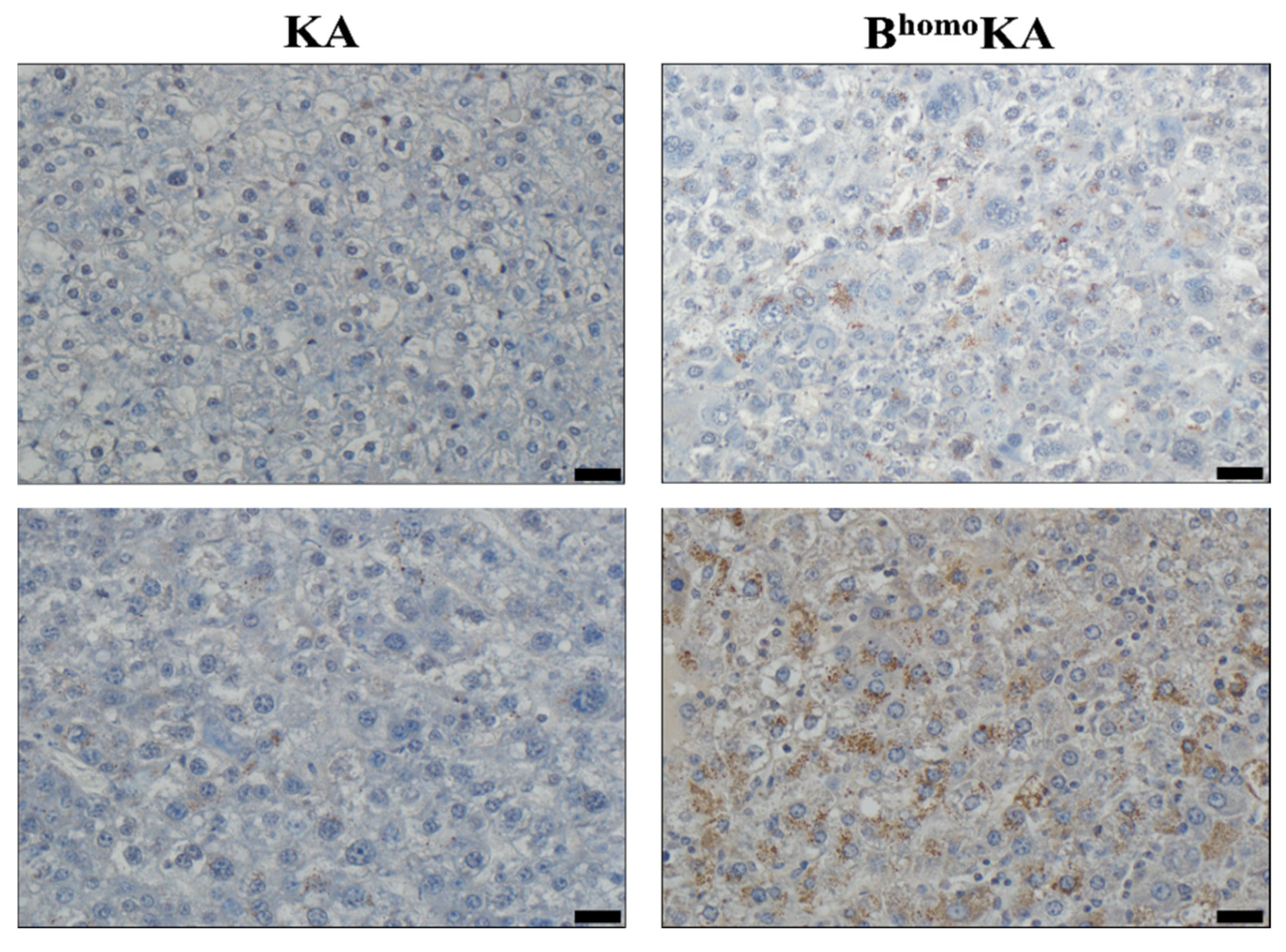 Cancers 13 05709 g004