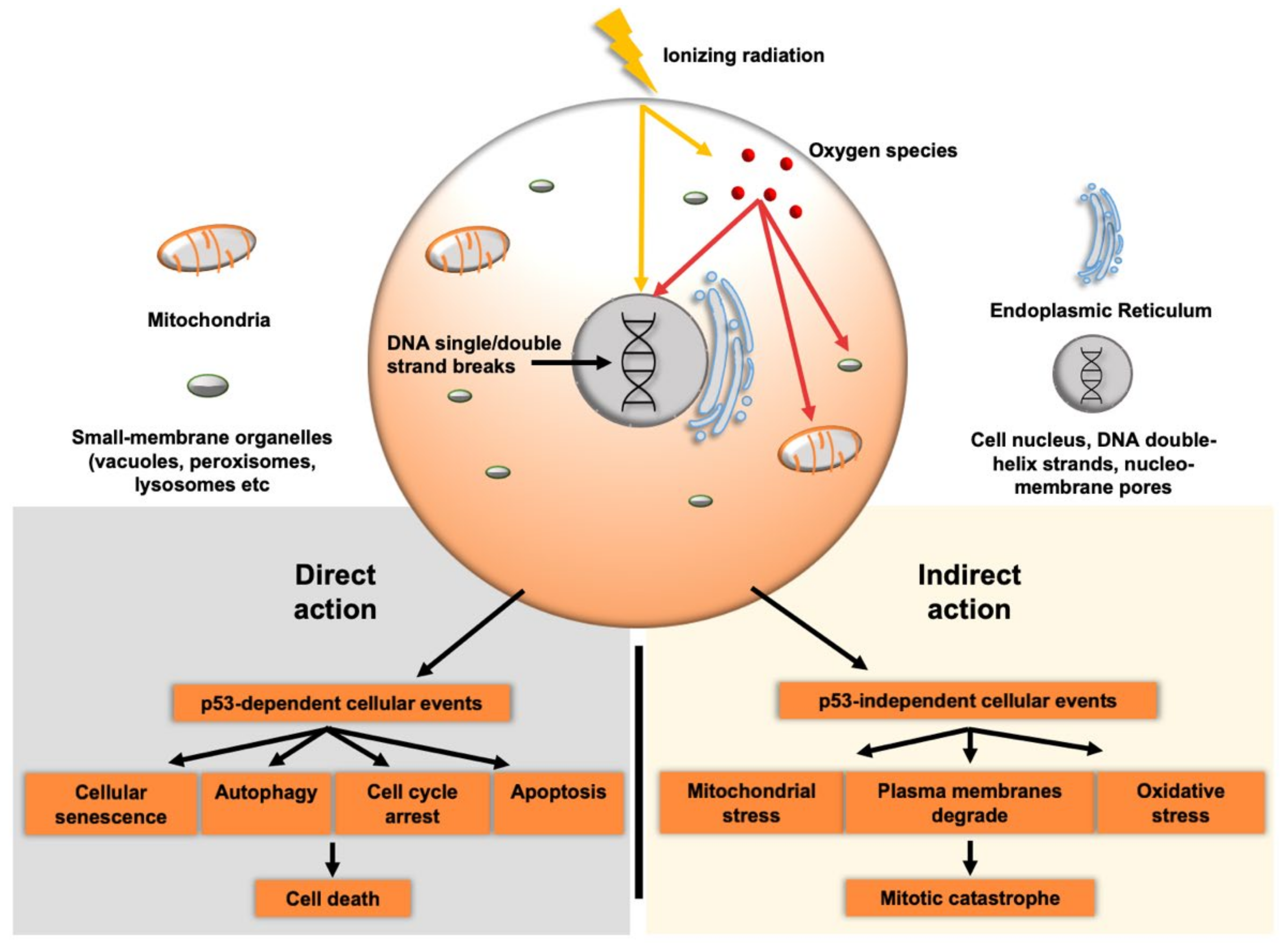 Cancers 13 05714 g001