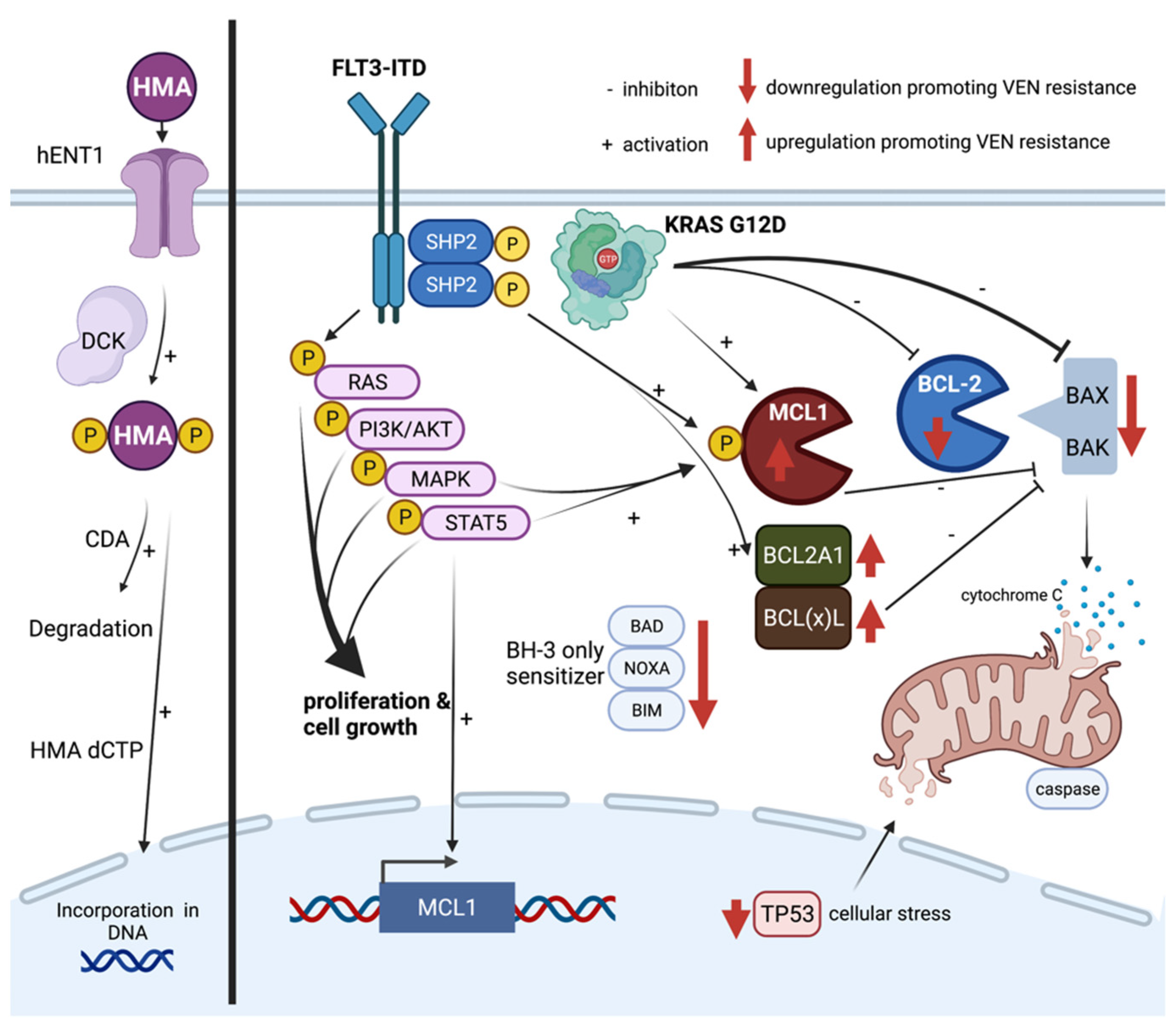 Cancers 13 05722 g001