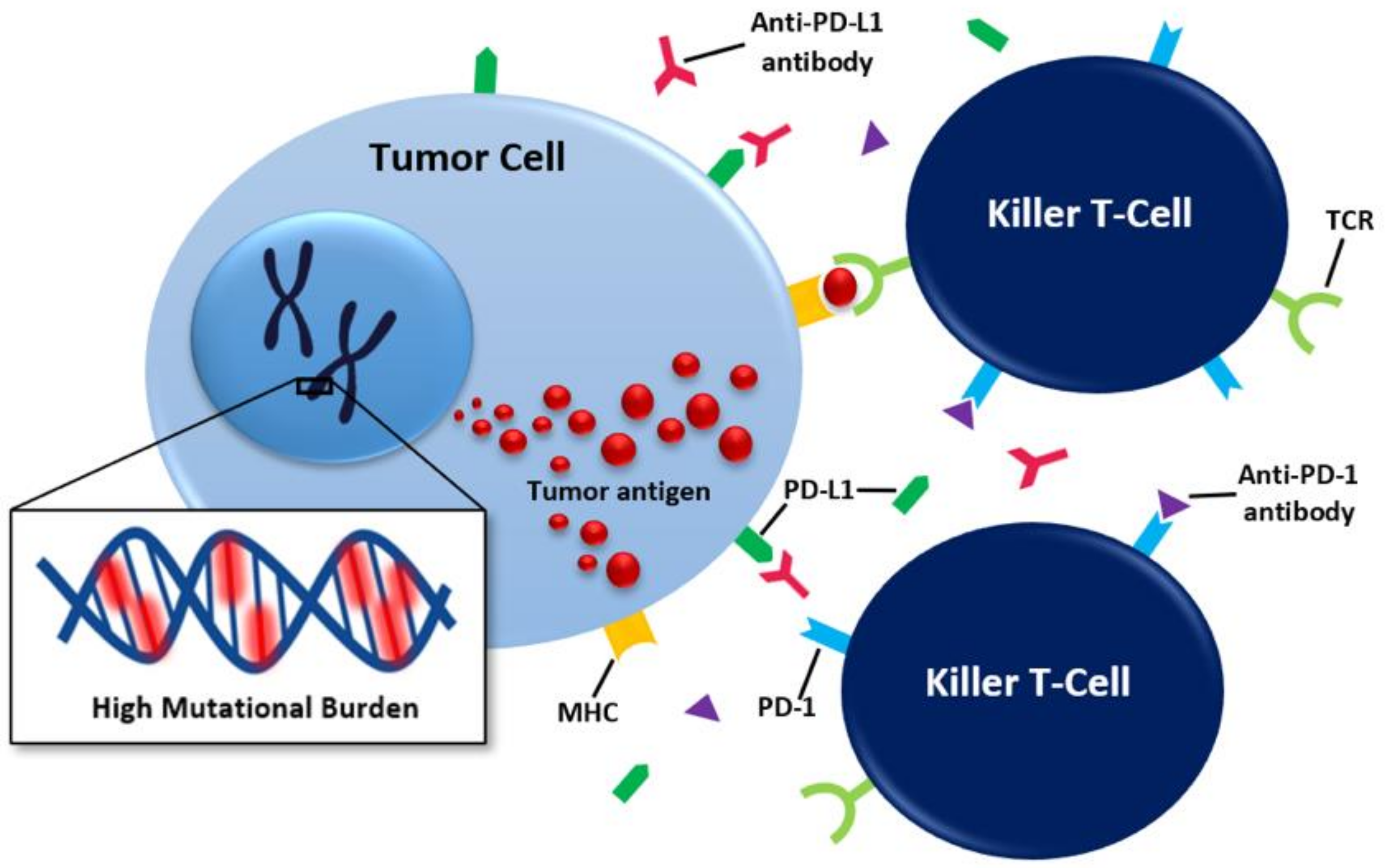 Cancers 13 05733 g001