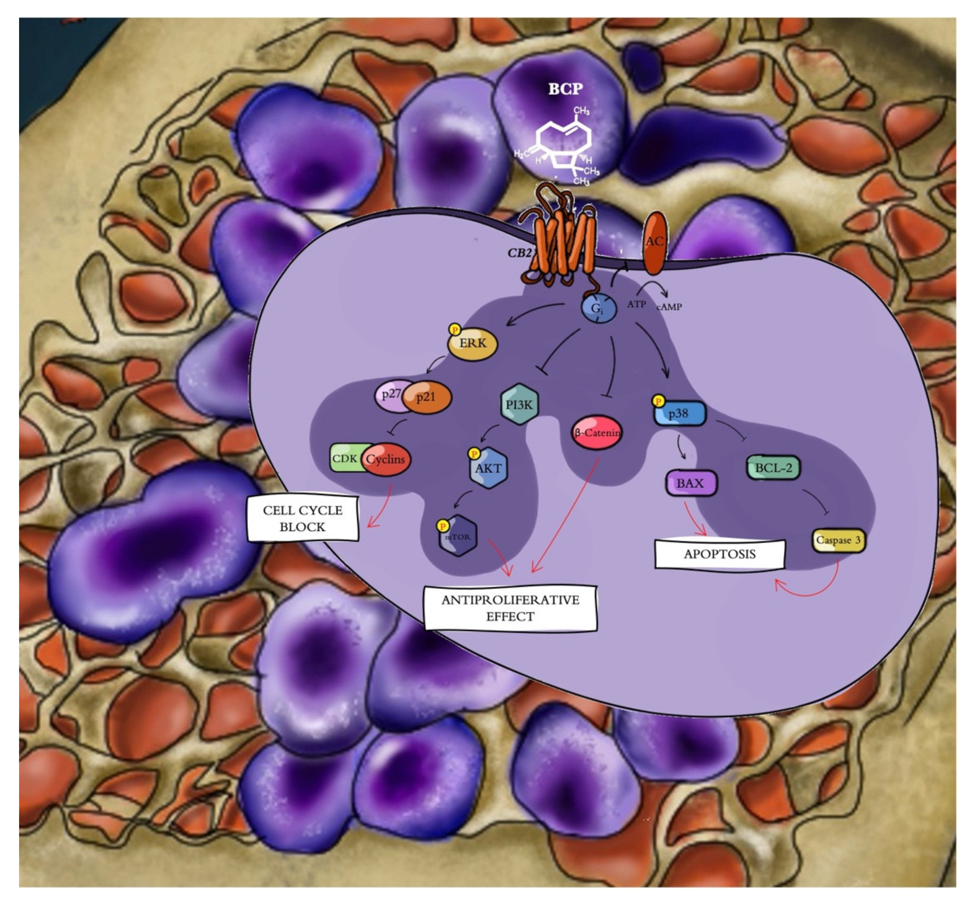 Cancers 13 05741 g008