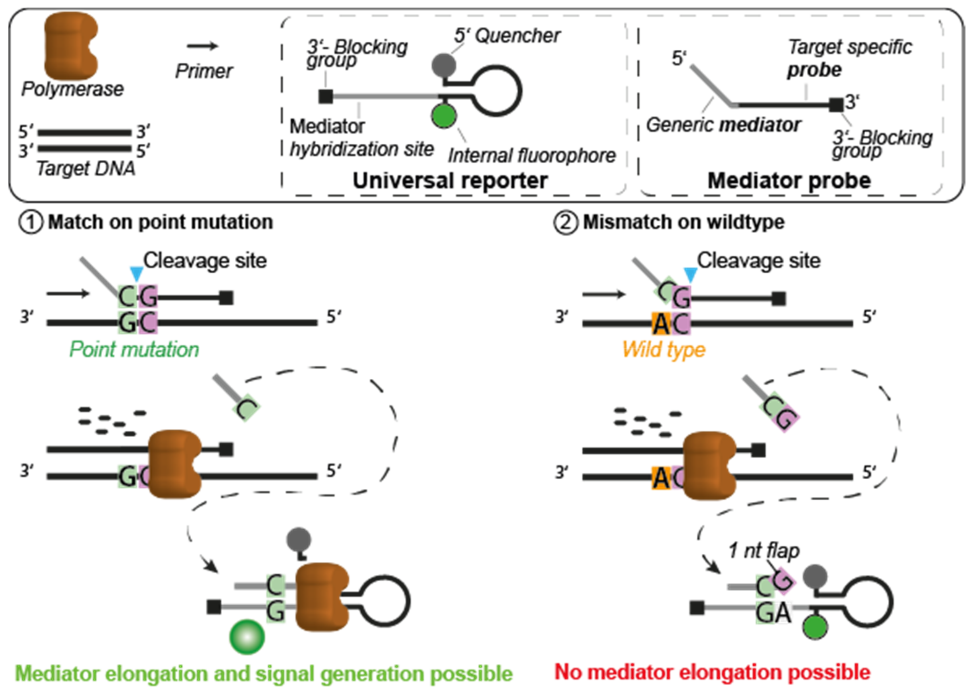 Cancers 13 05742 g001