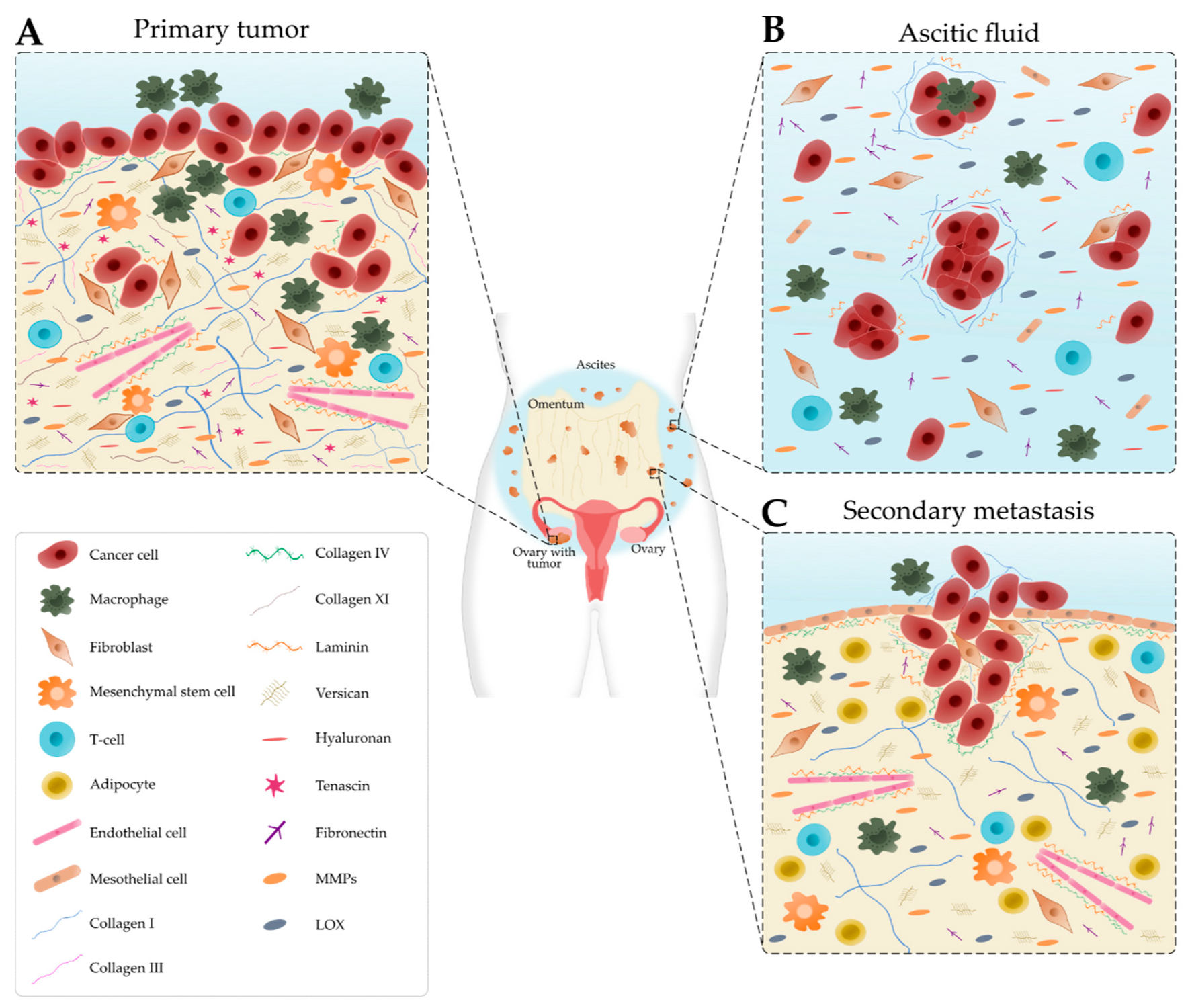 Cancers 13 05745 g001