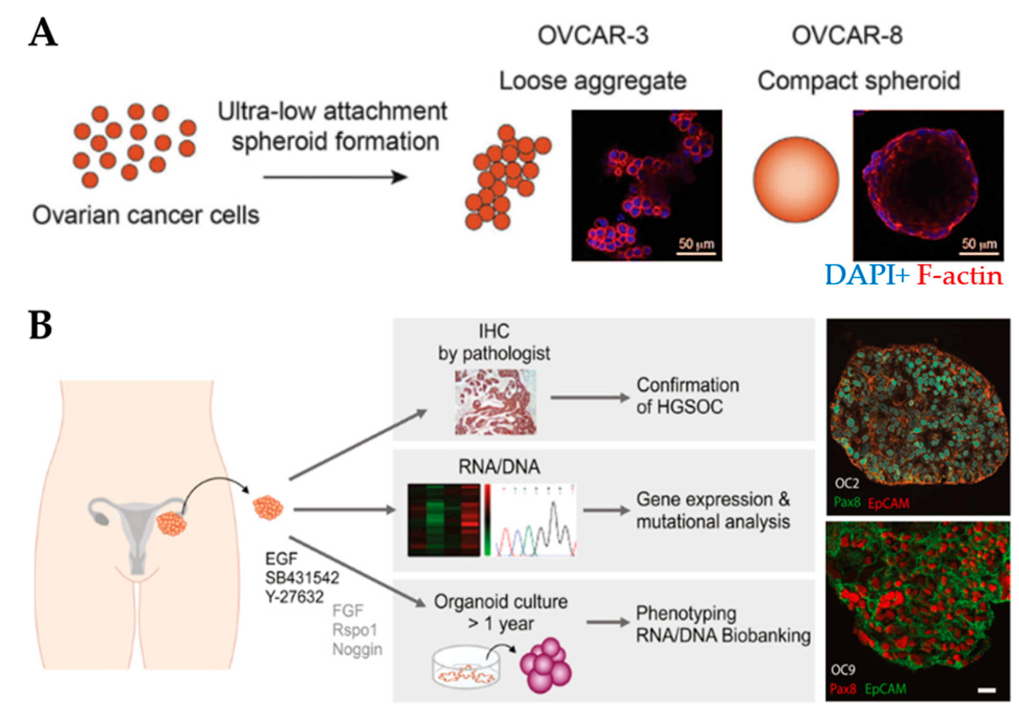 Cancers 13 05745 g003