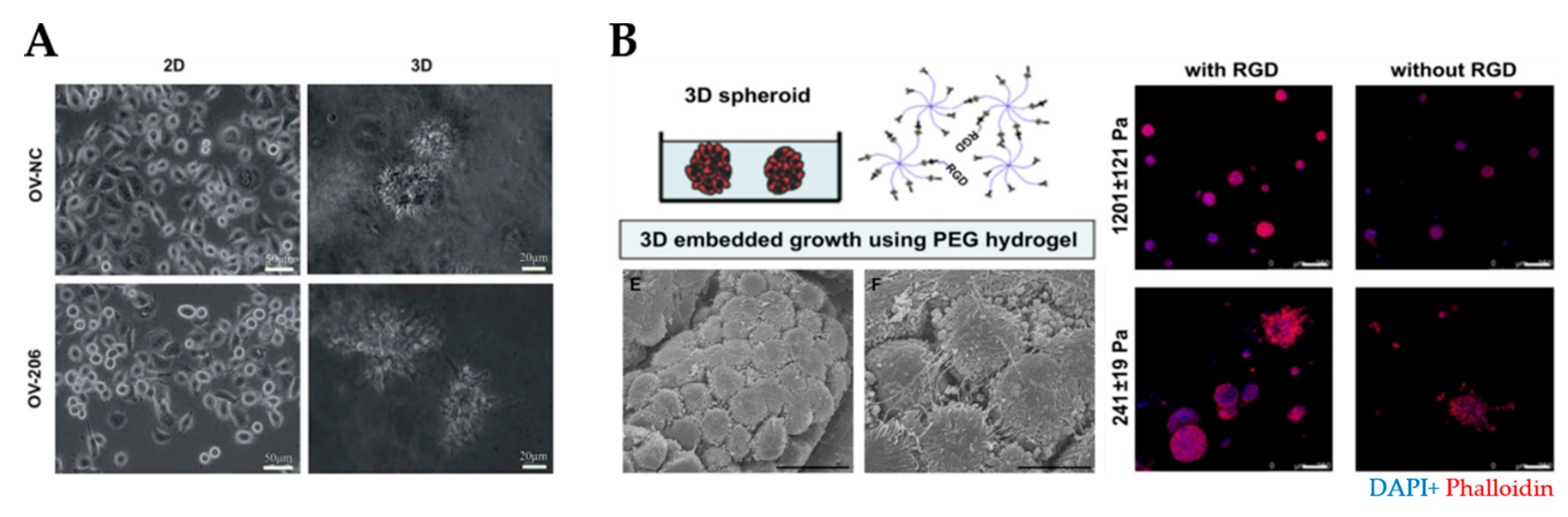 Cancers 13 05745 g005