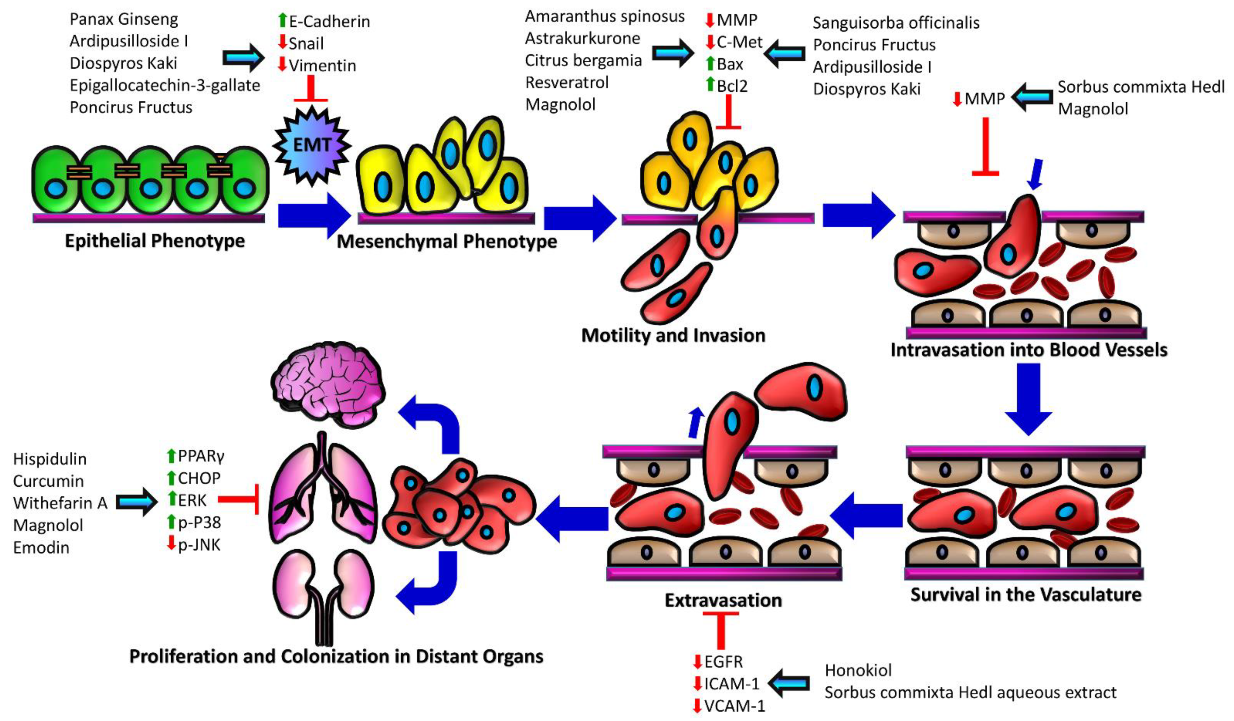 Cancers 13 05753 g002