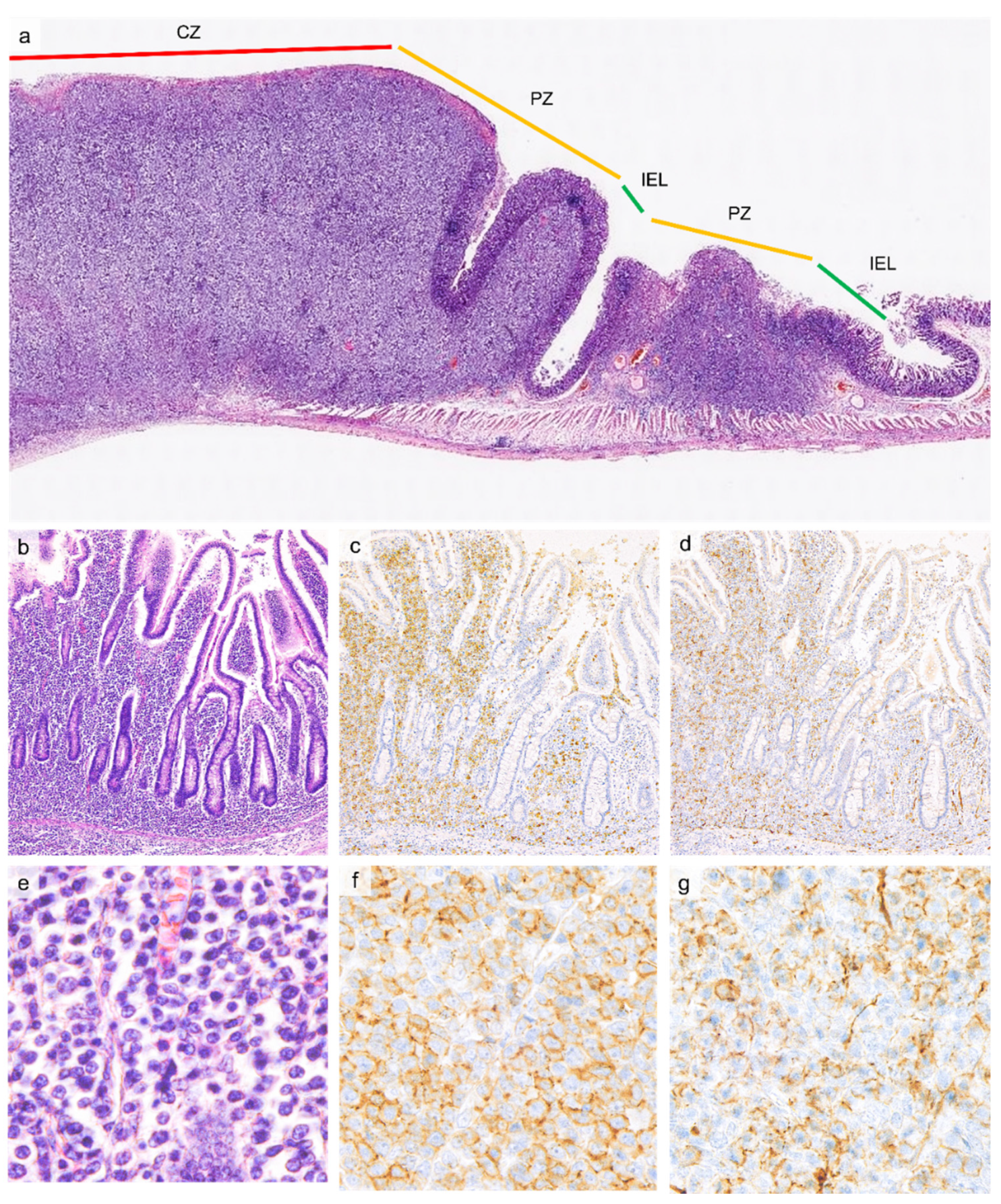 Cancers 13 05774 g002