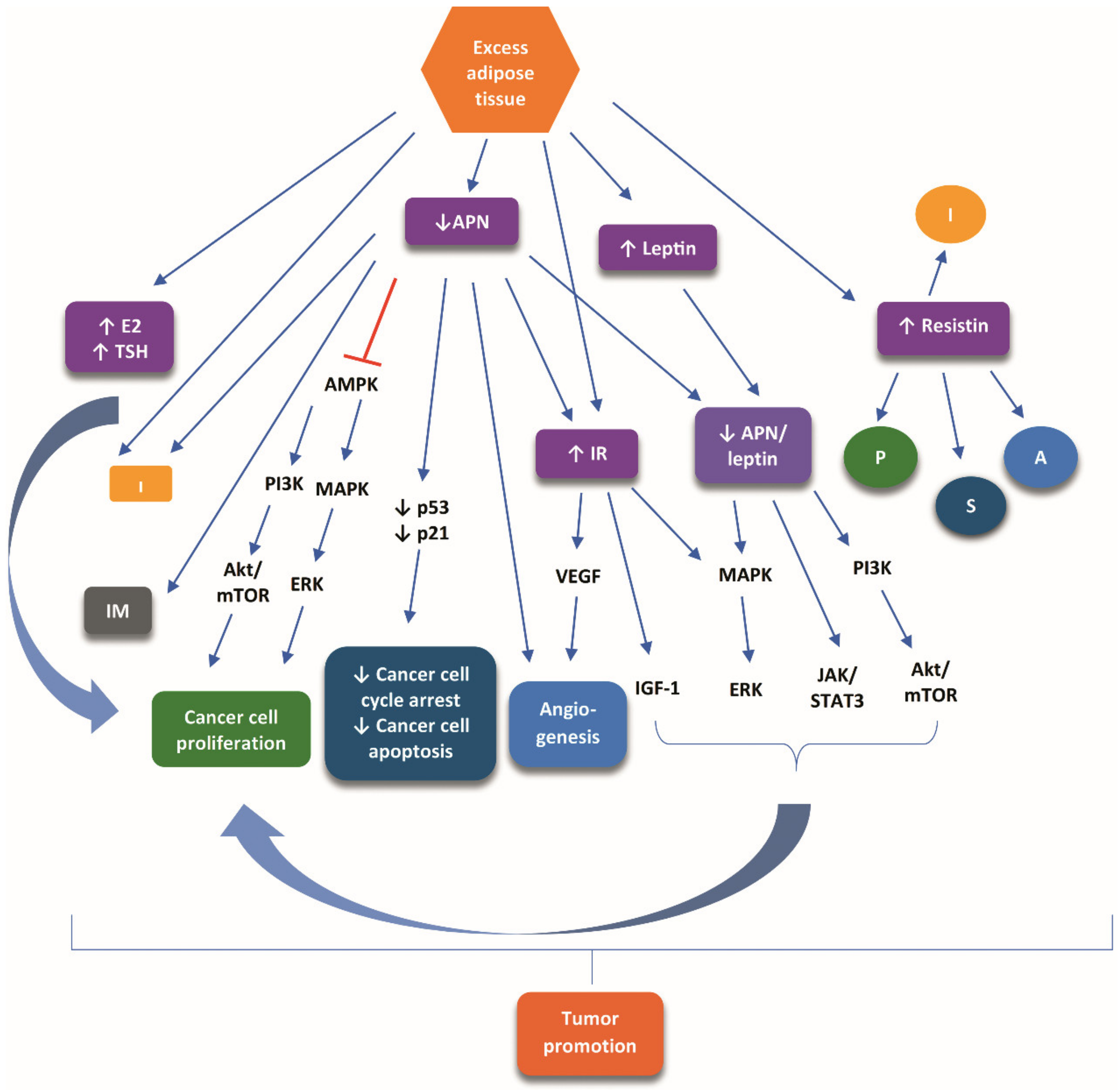 Cancers 13 05785 g001 Cancers 13 05785 g001