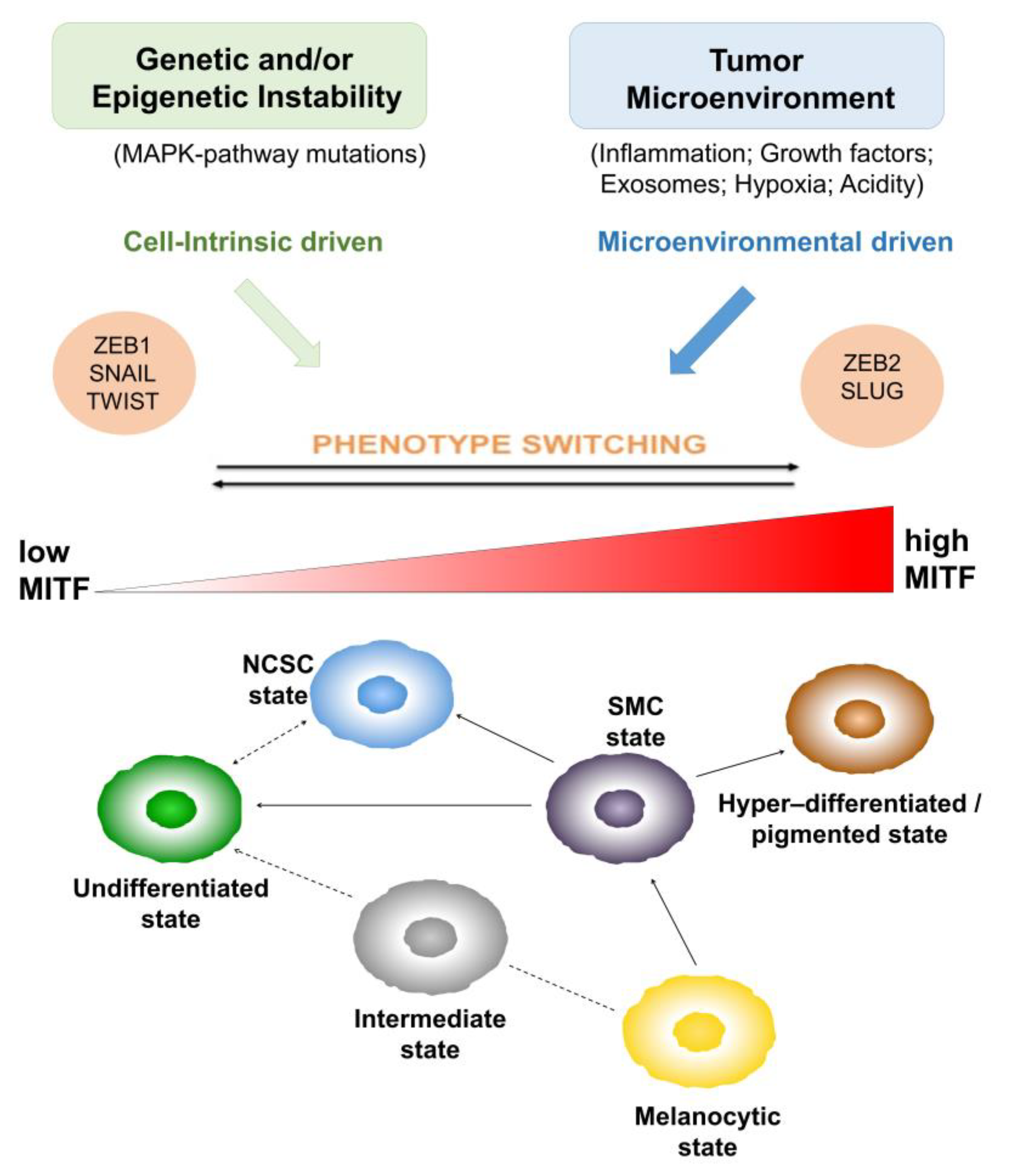 Cancers 13 05788 g001