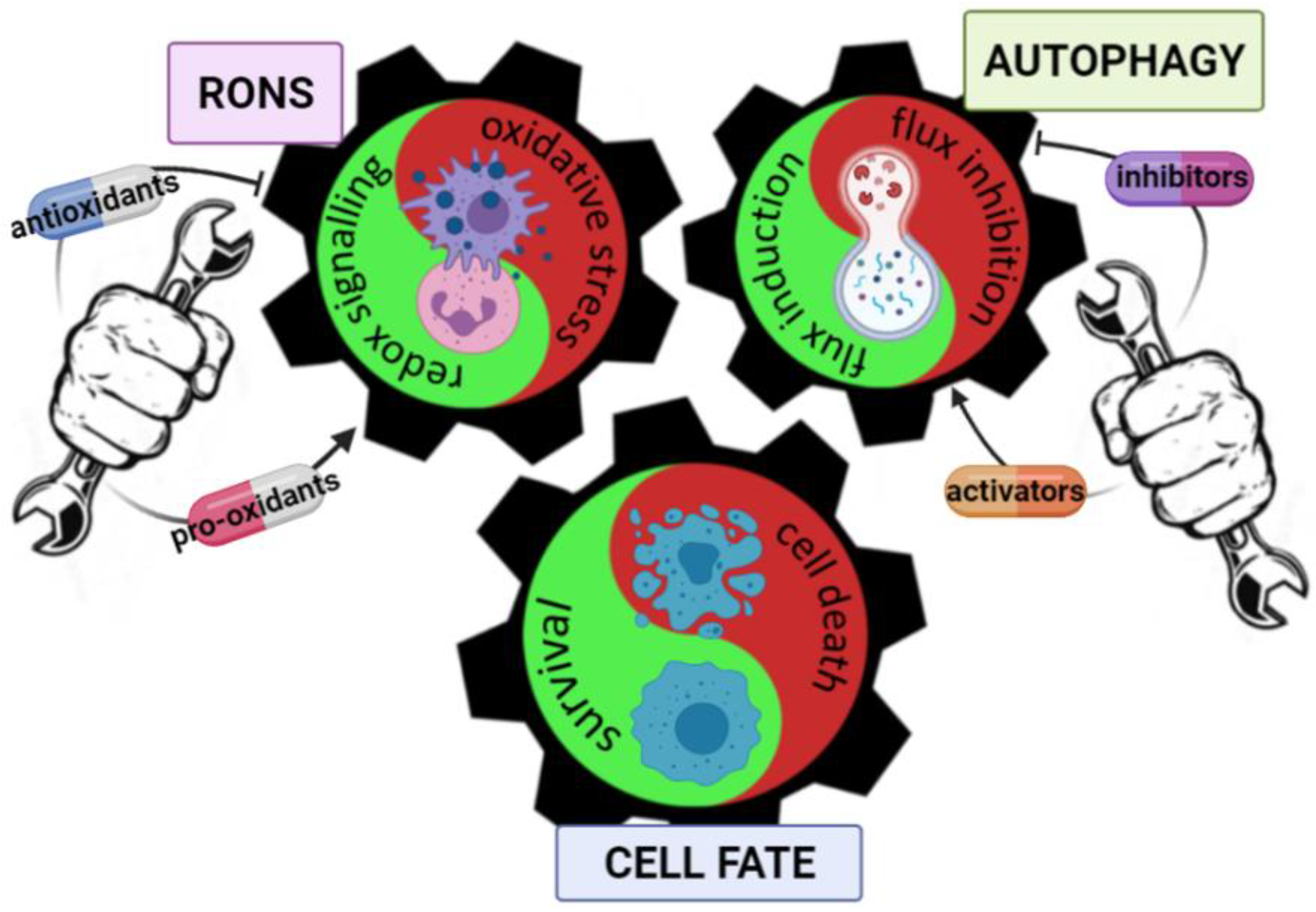 Cancers 13 05791 g002