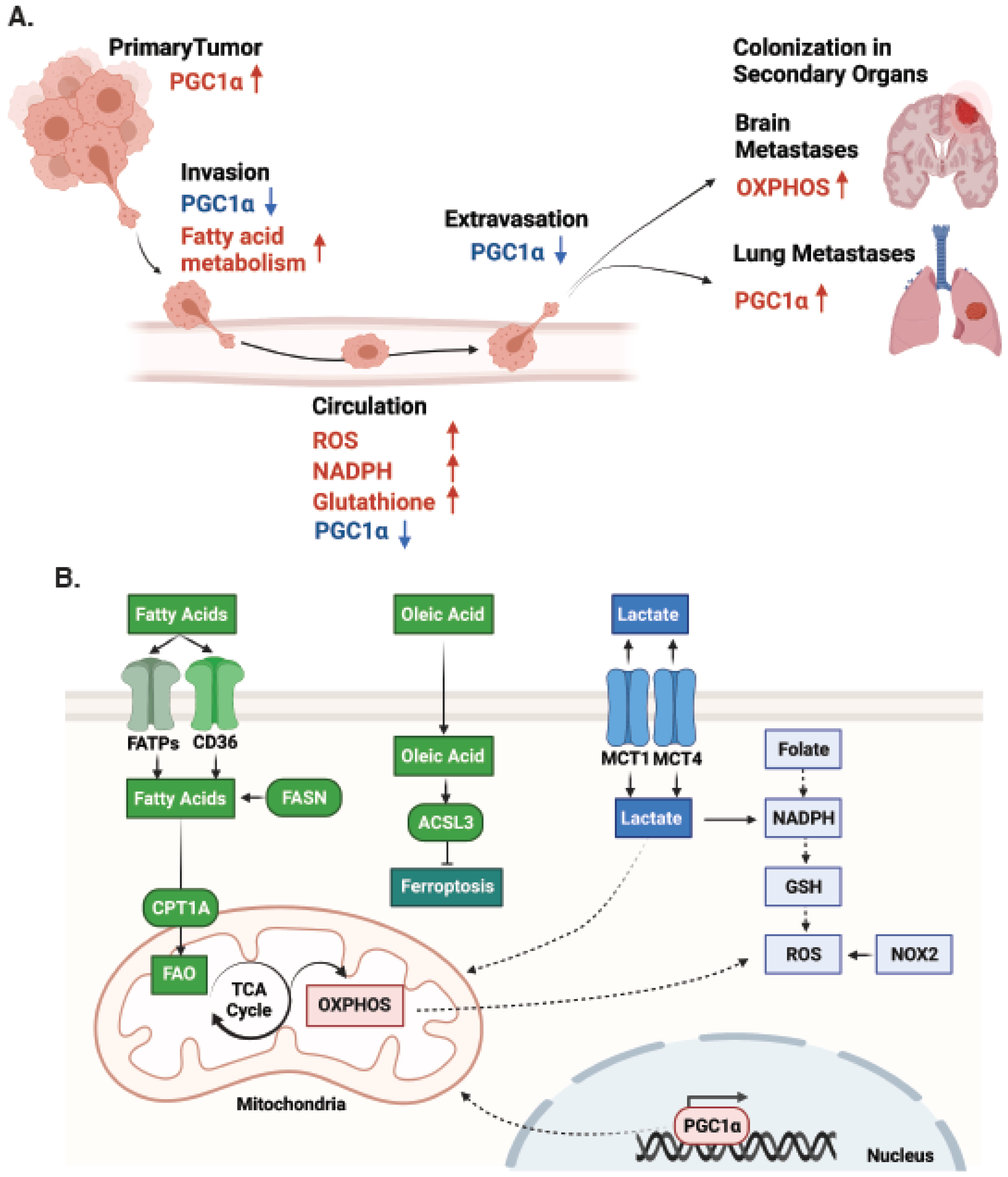 Cancers 13 05810 g001