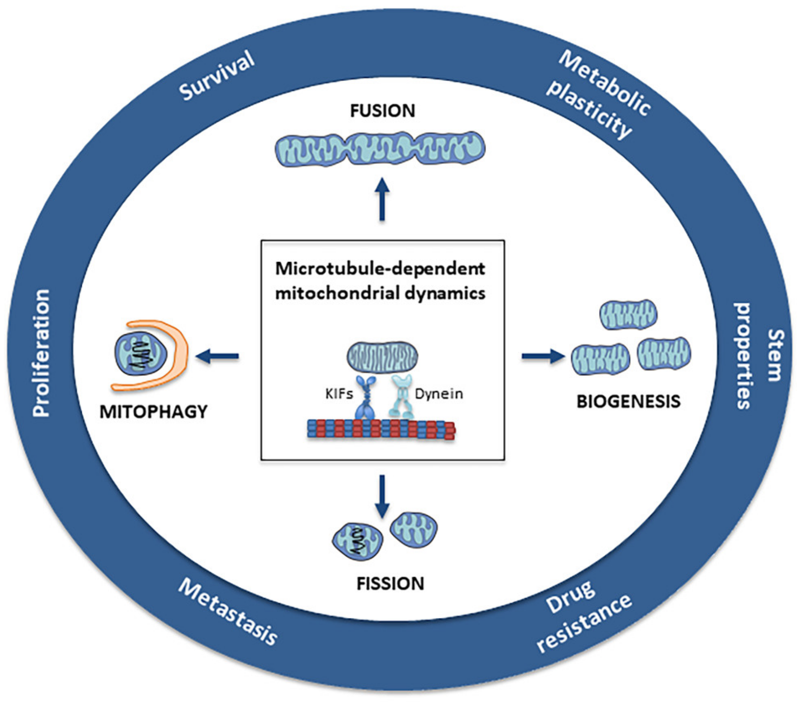 Cancers 13 05812 g001