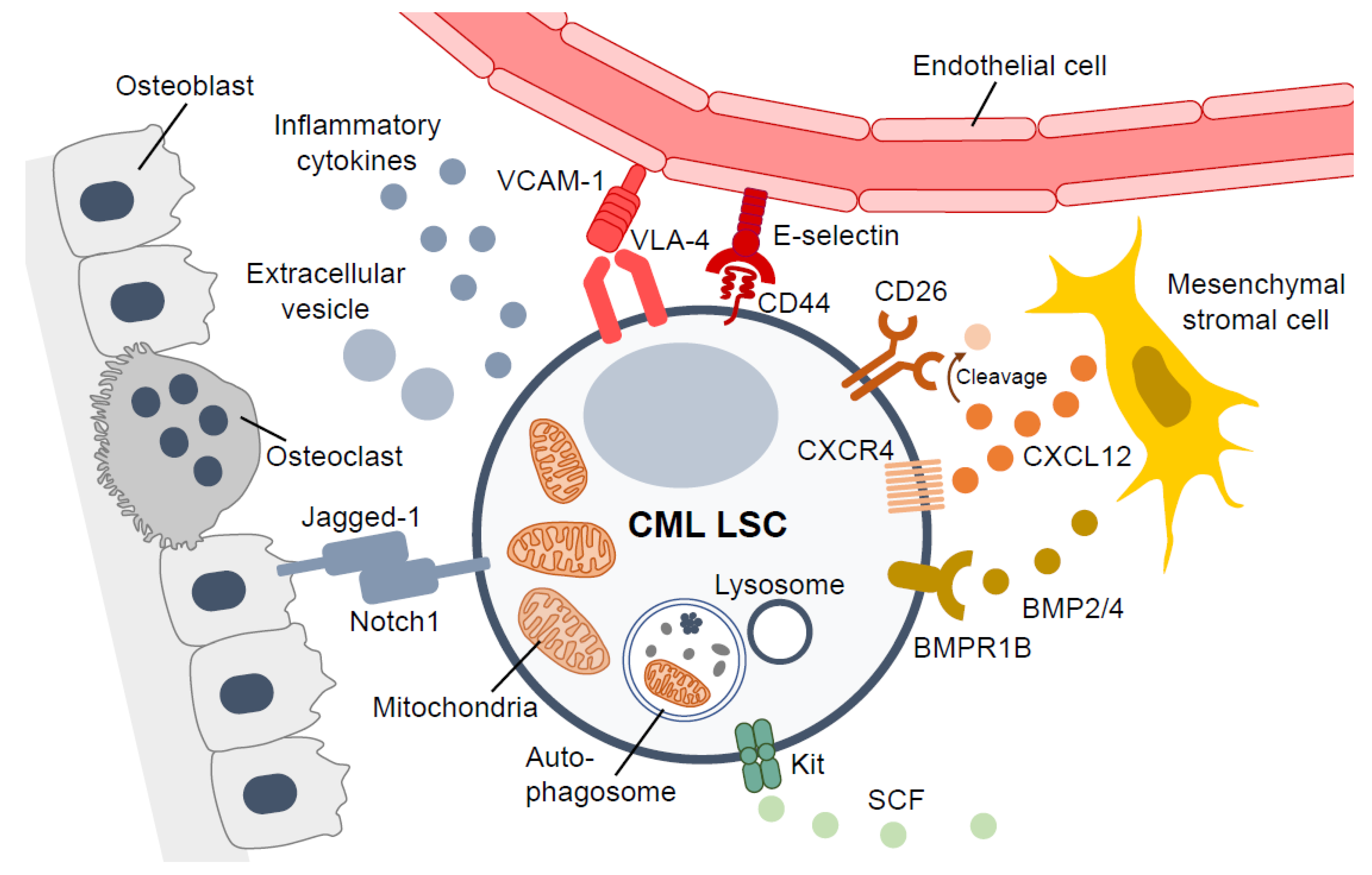 Cancers 13 05822 g001