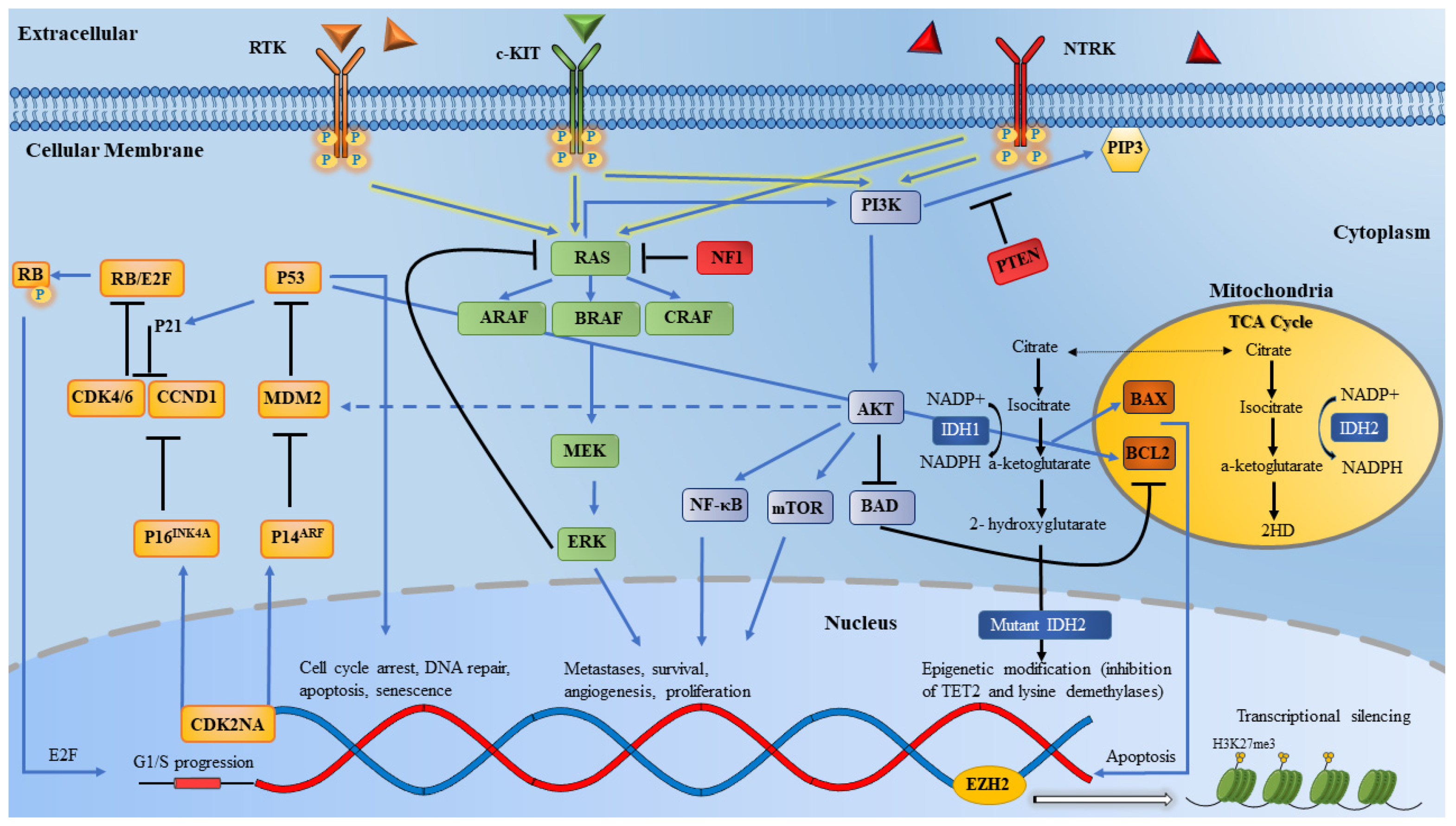 Cancers 13 05847 g002
