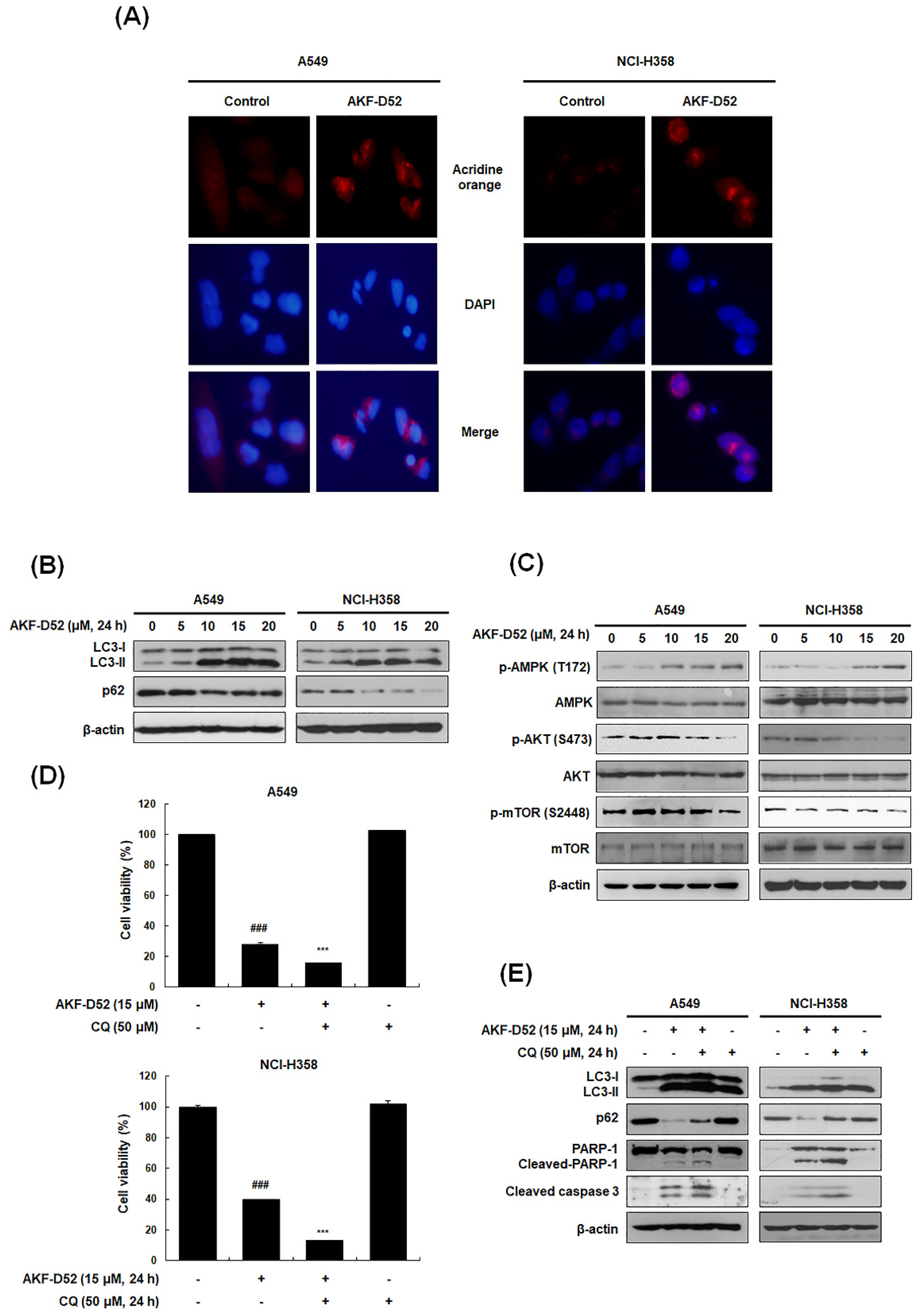 Cancers 13 05849 g005