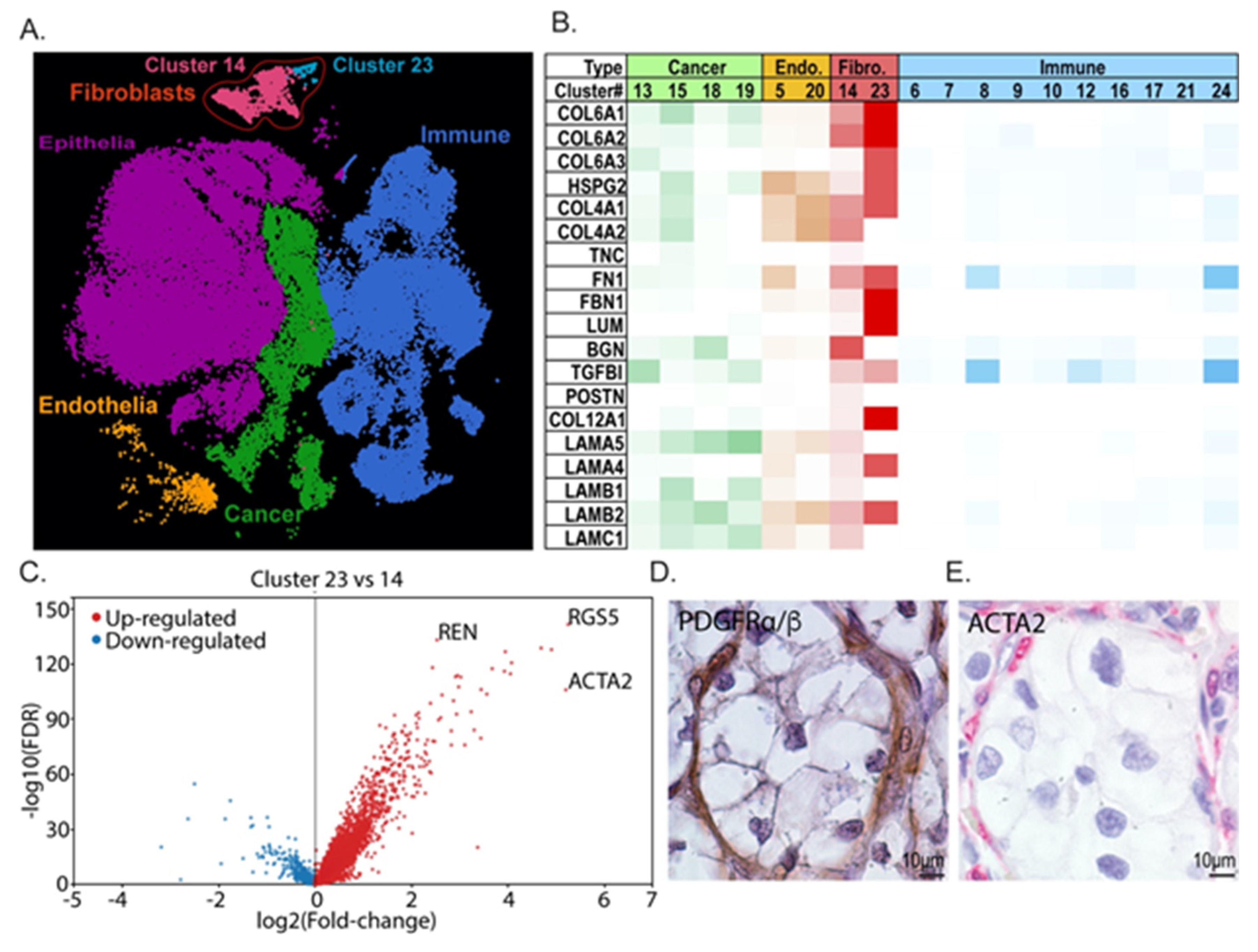 Cancers 13 05873 g003