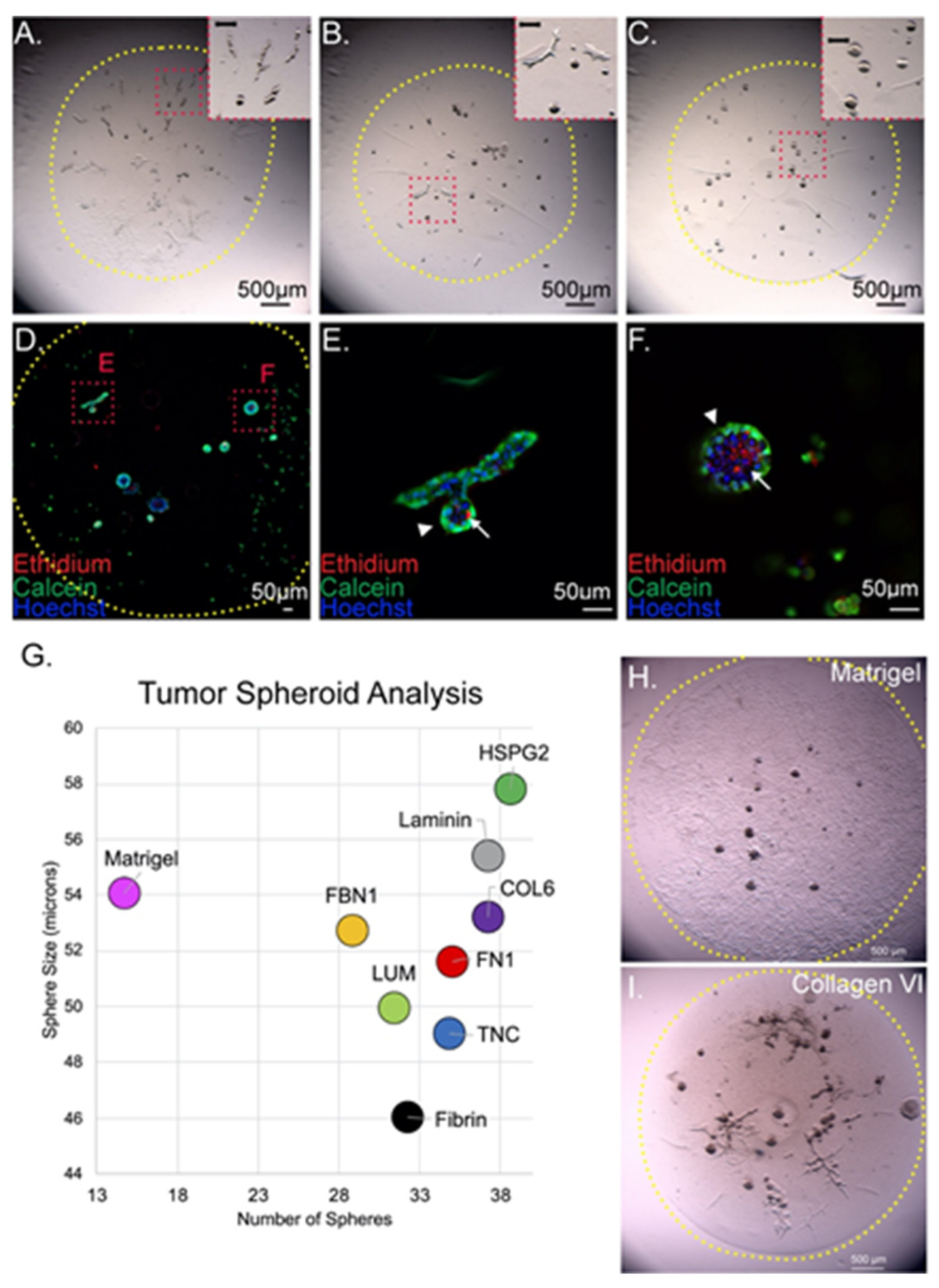 Cancers 13 05873 g005