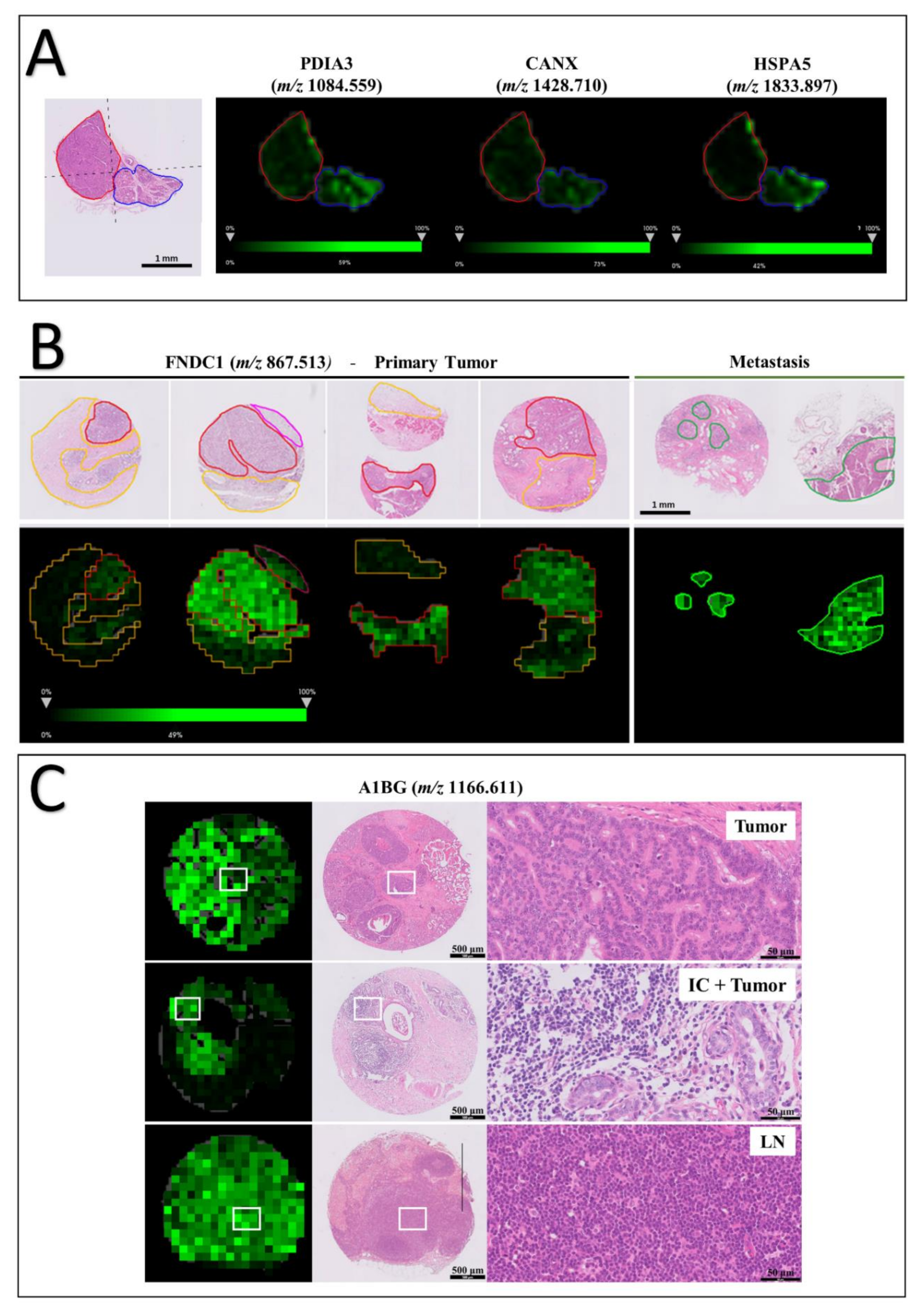 Cancers 13 05901 g003