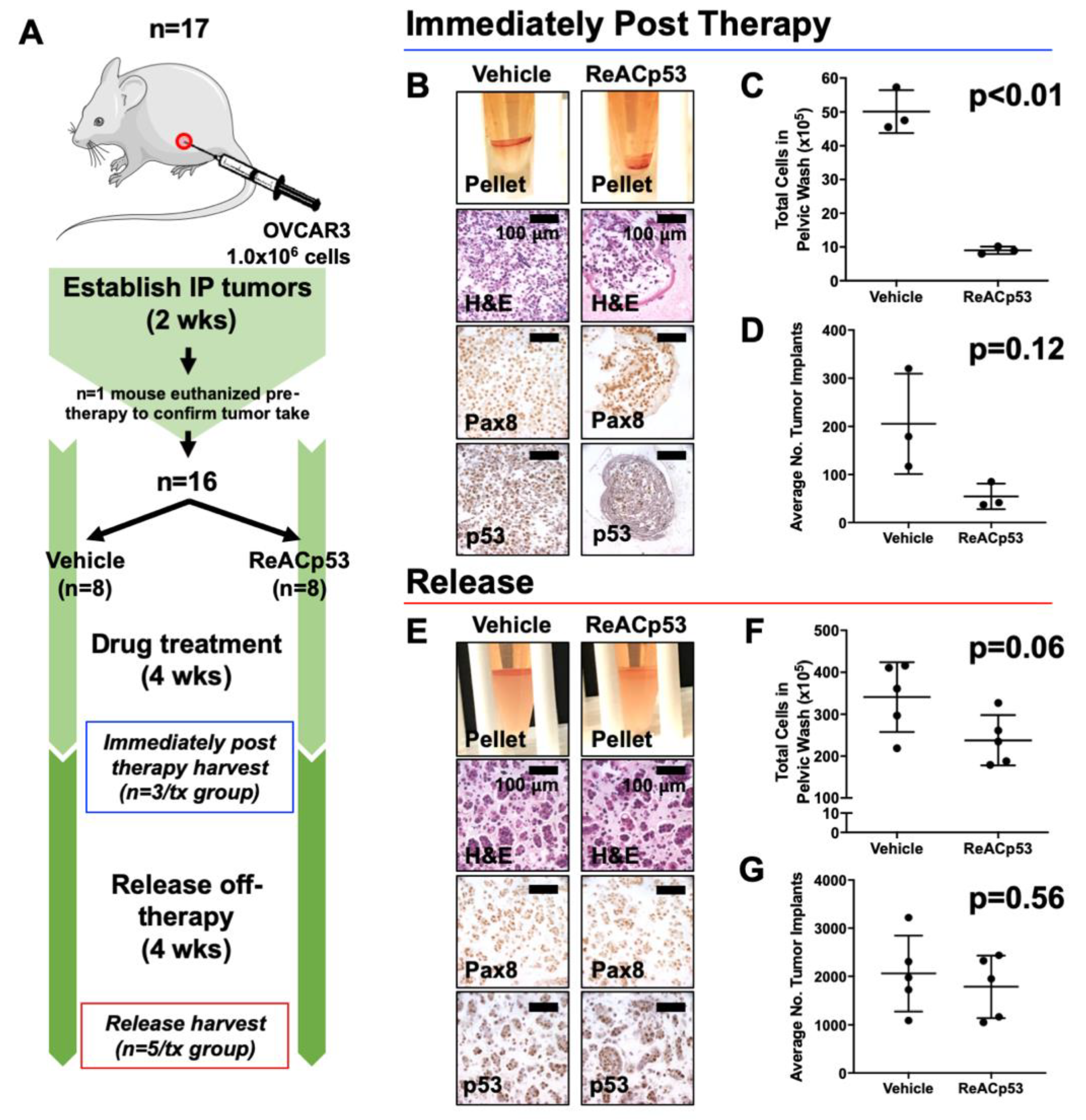 Cancers 13 05908 g002