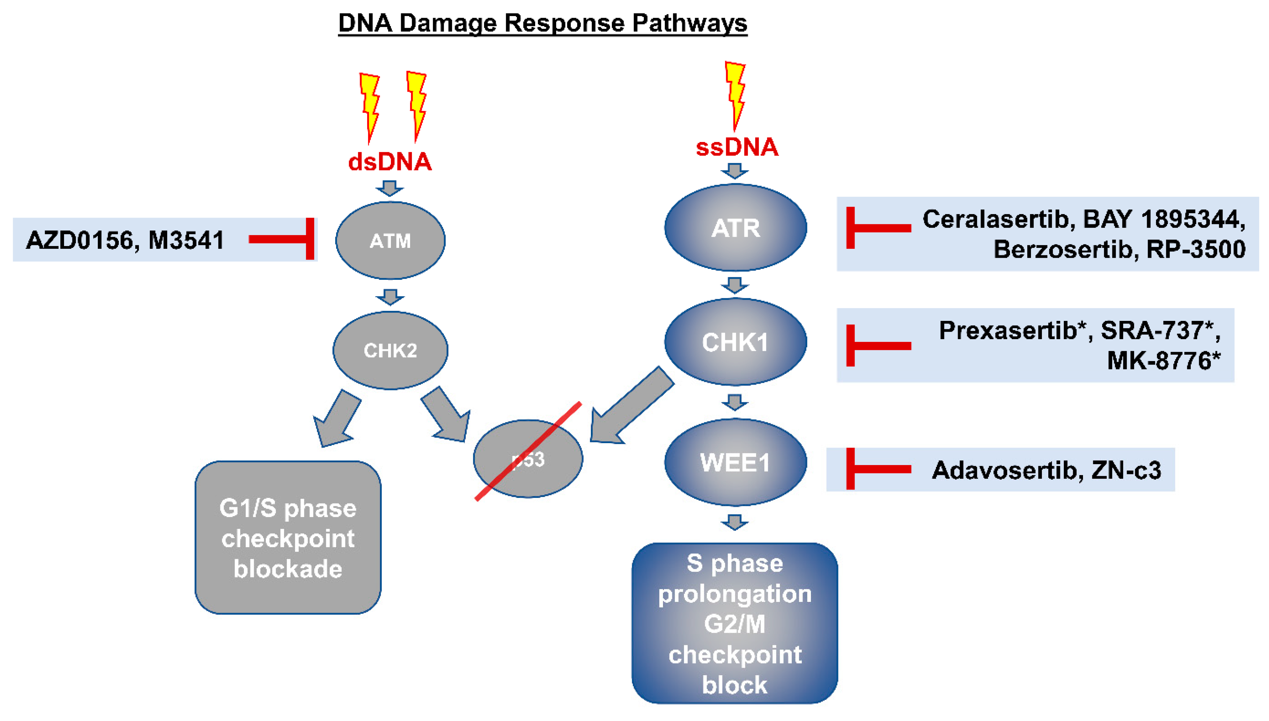 Cancers 13 05915 g002