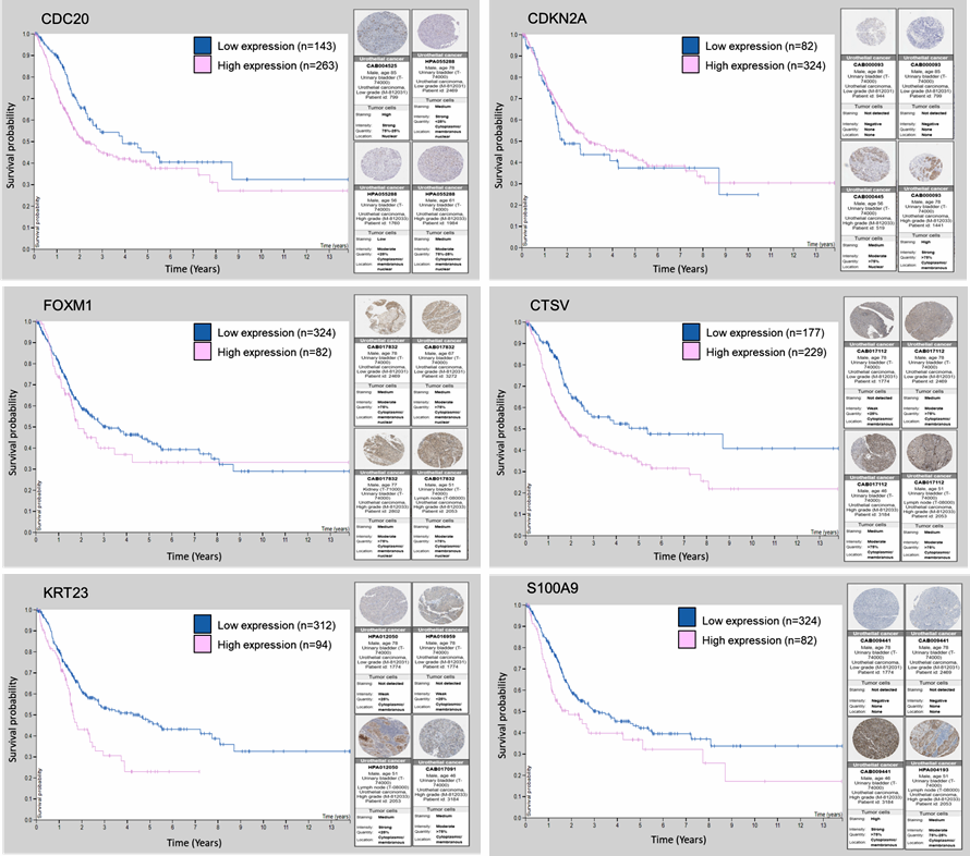 Cancers 13 05931 g008