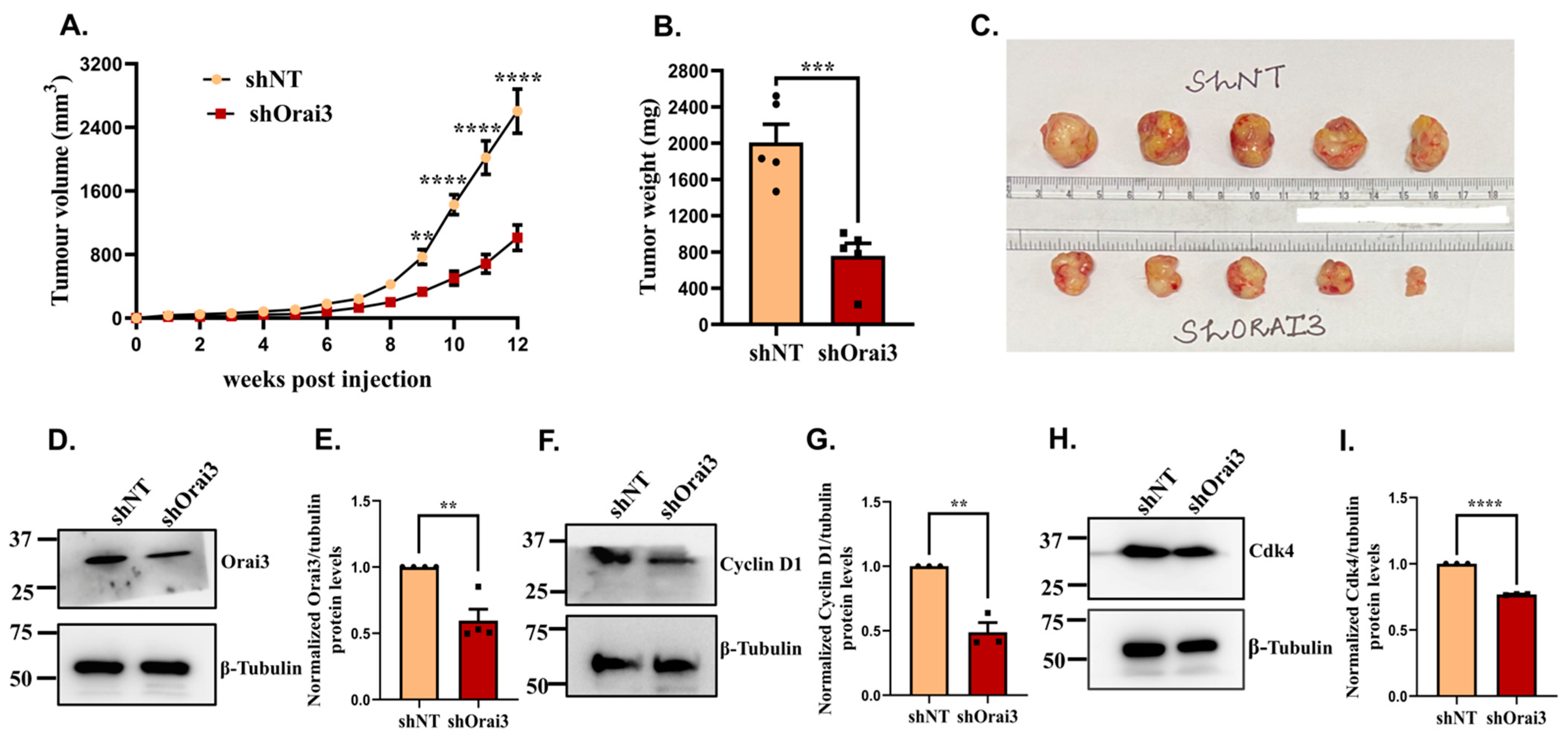 Cancers 13 05937 g008