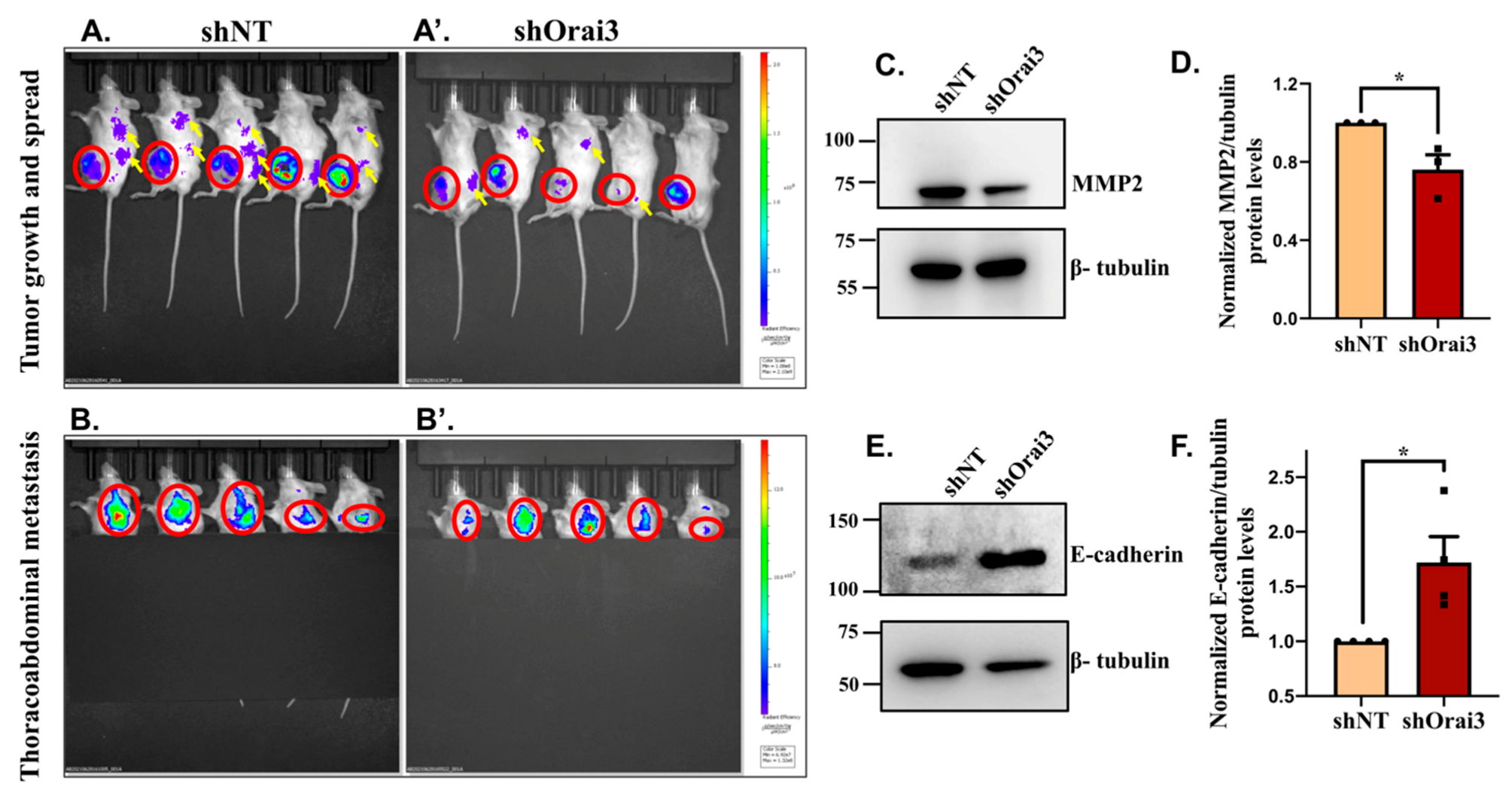 Cancers 13 05937 g009