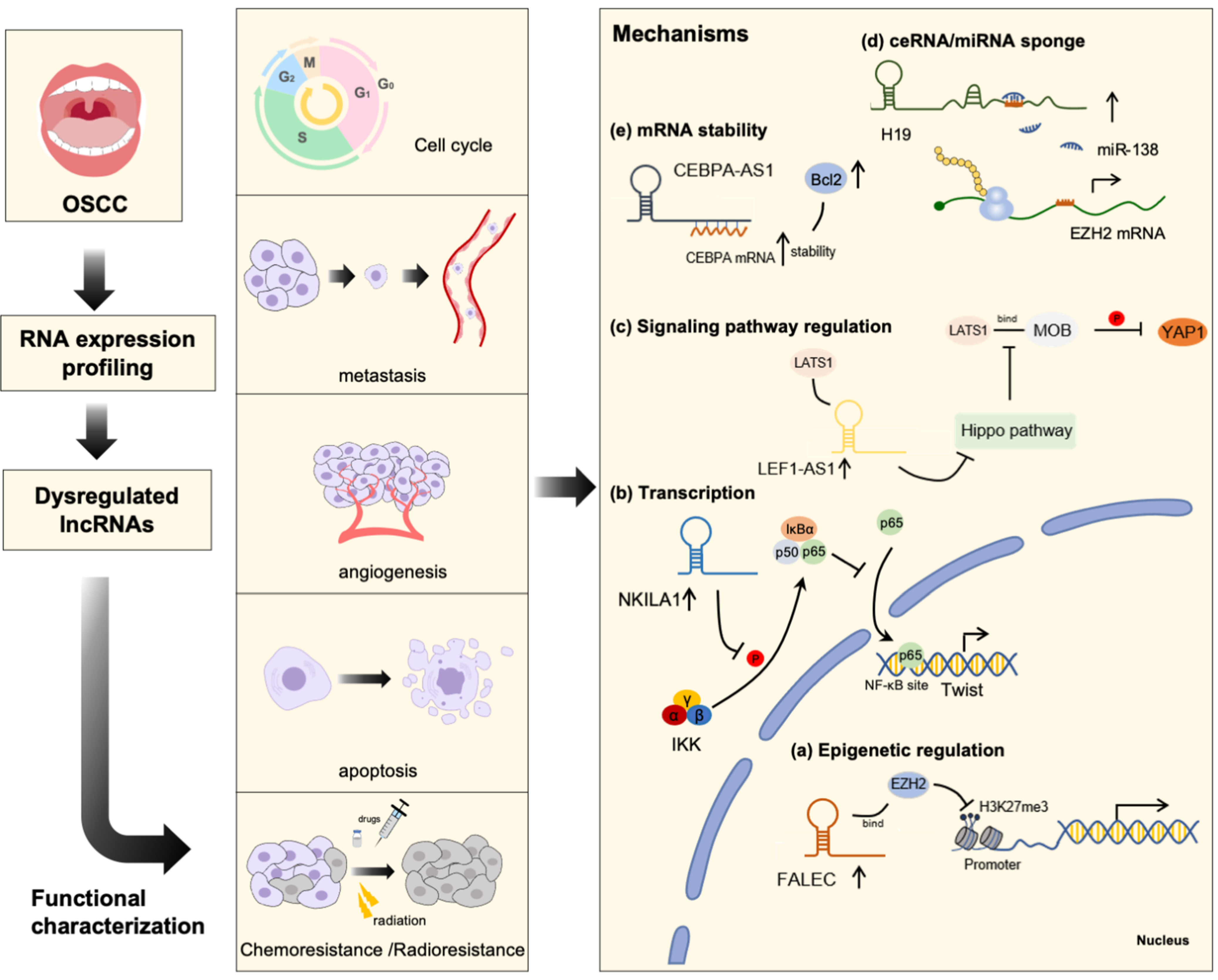 Cancers 13 05944 g001