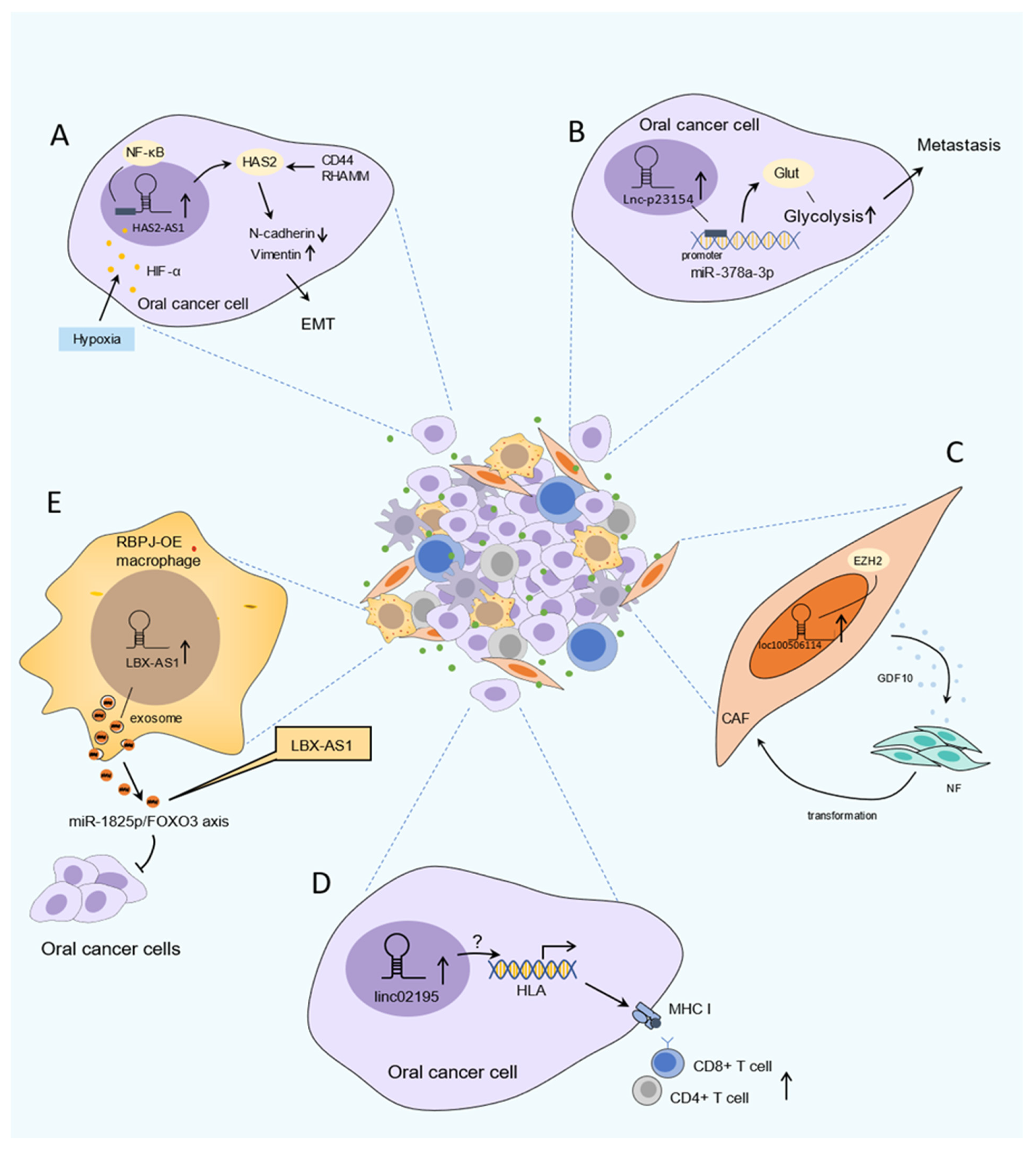 Cancers 13 05944 g002