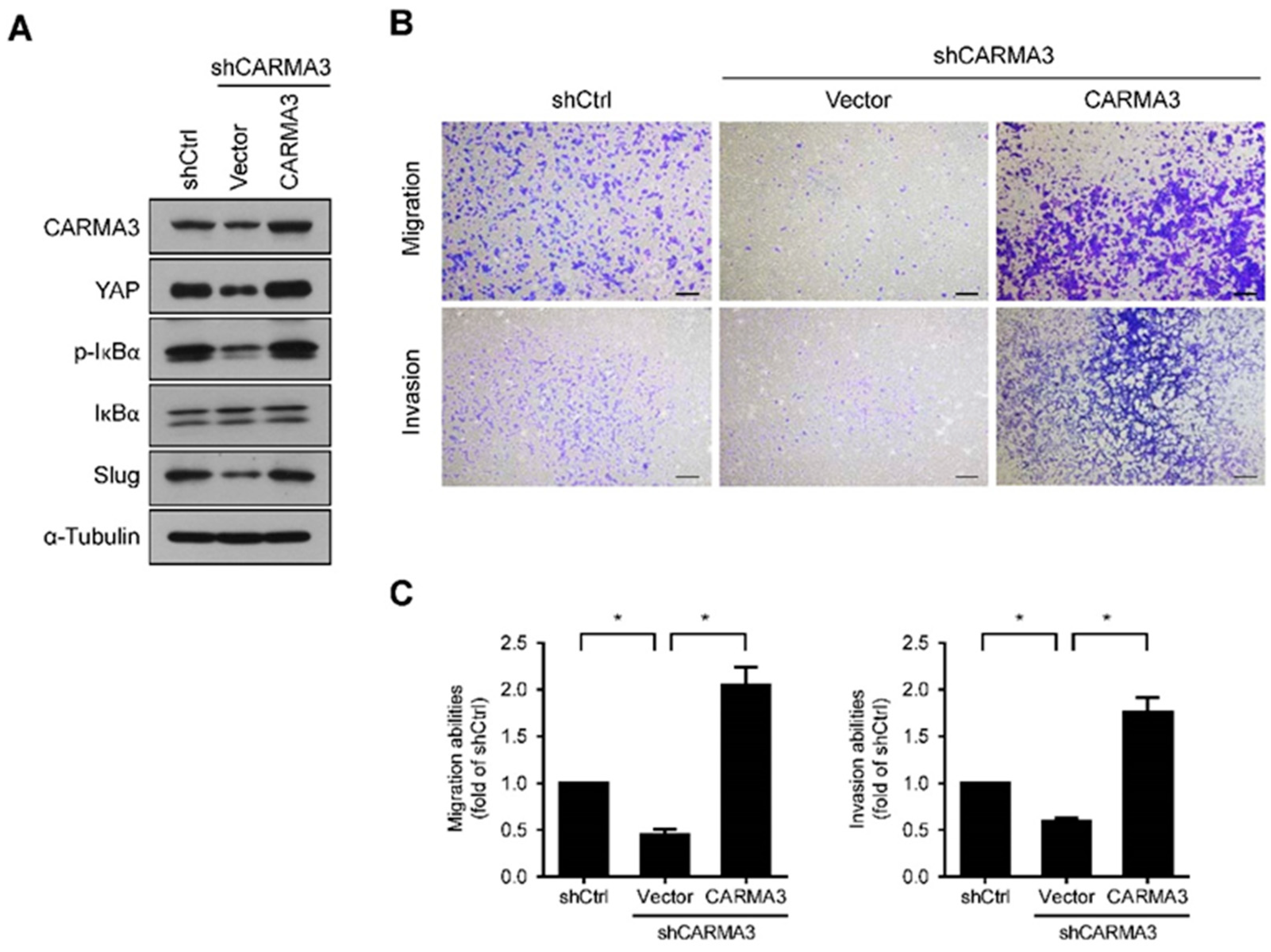 Cancers 13 05946 g008