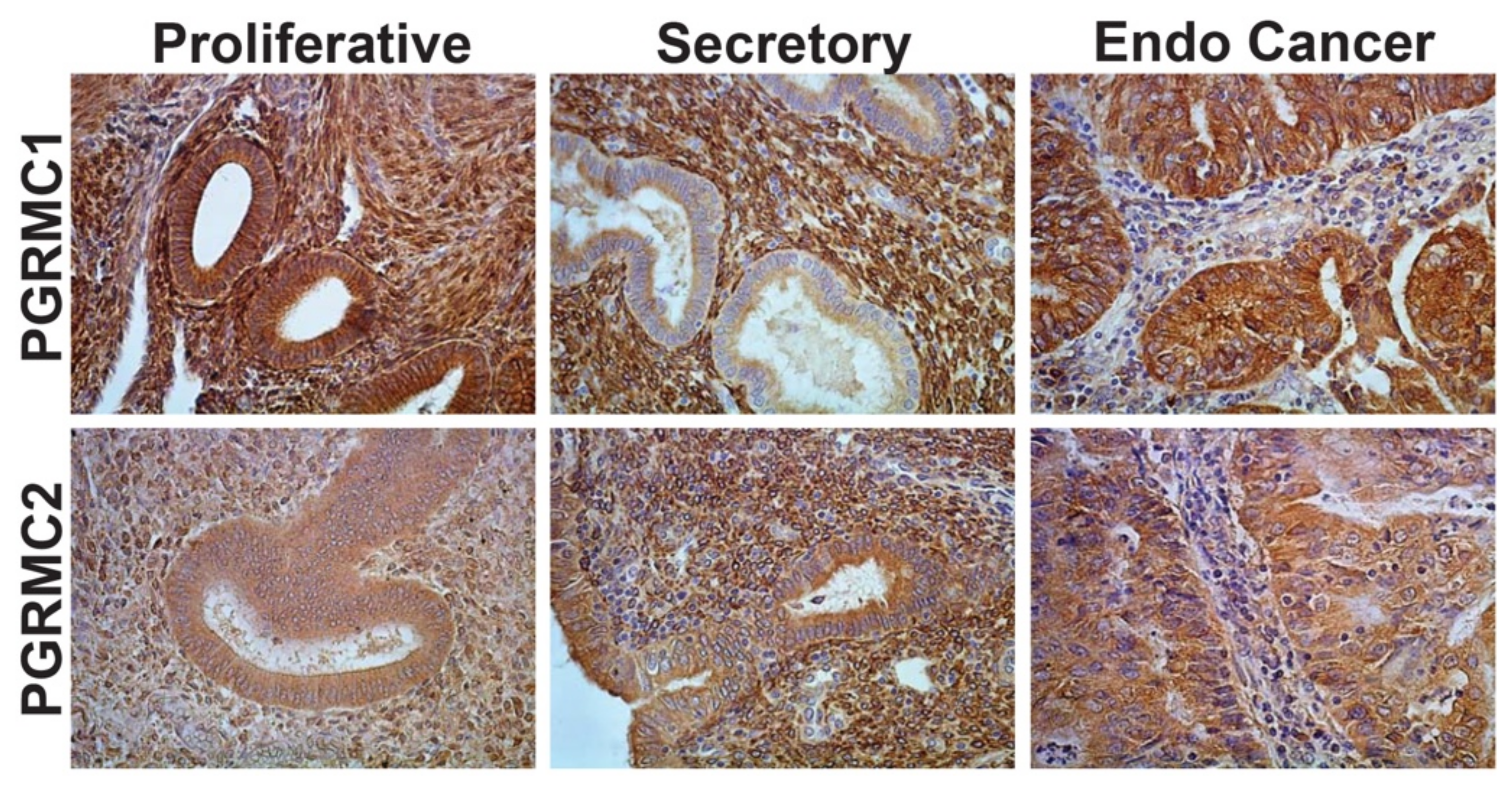 Cancers 13 05953 g002 Cancers 13 05953 g002