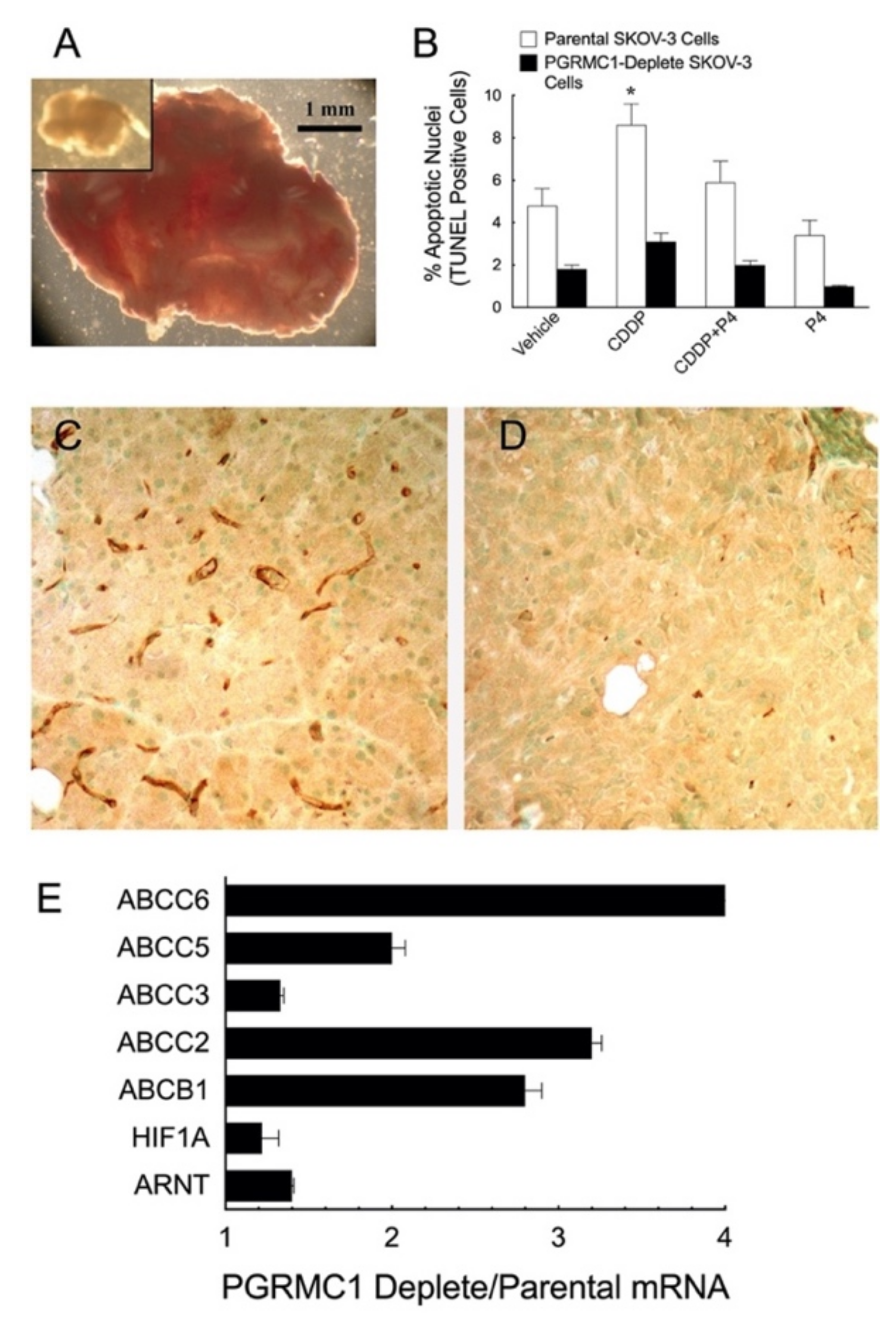 Cancers 13 05953 g003 Cancers 13 05953 g003
