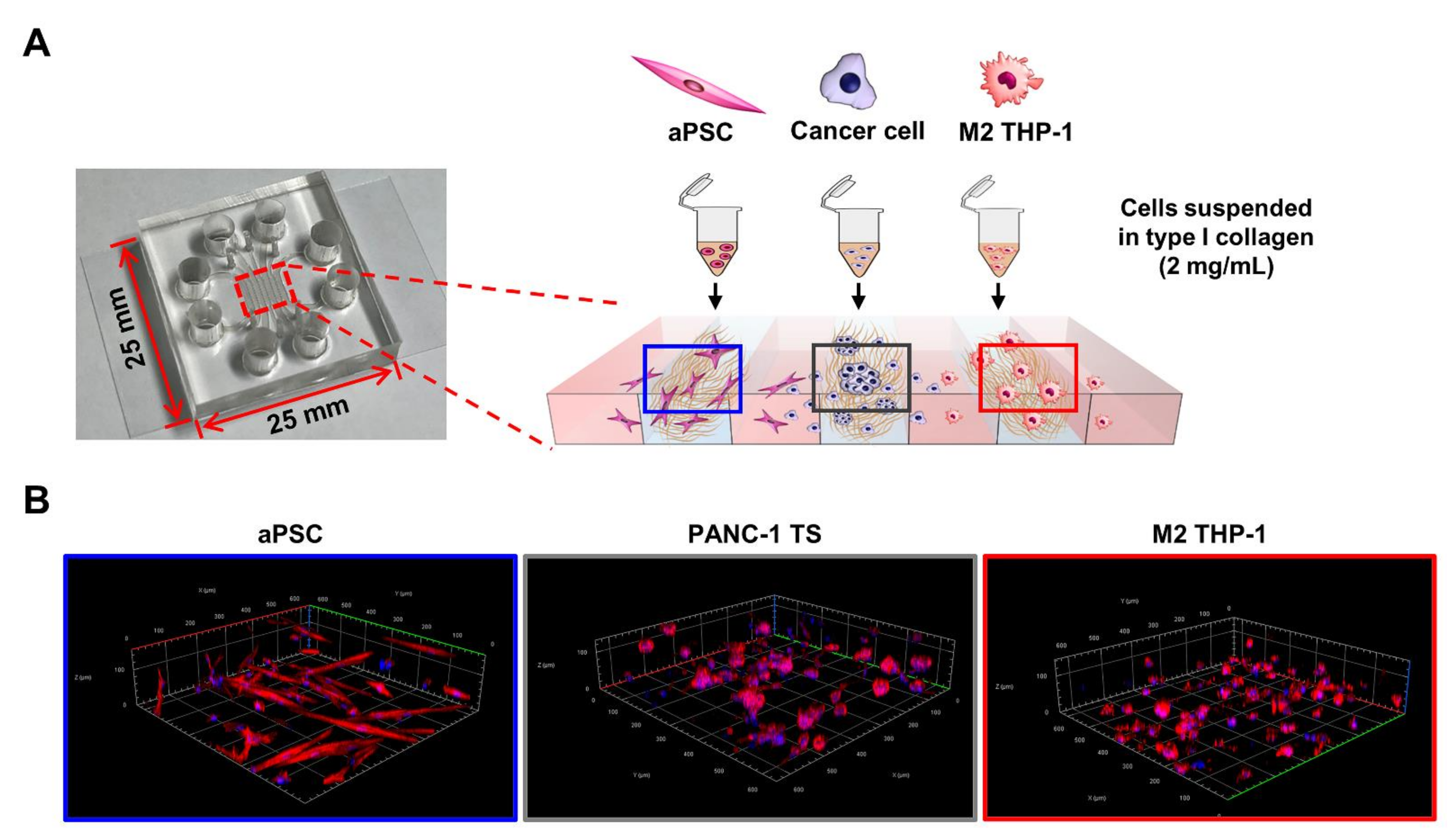 Cancers 13 05955 g001