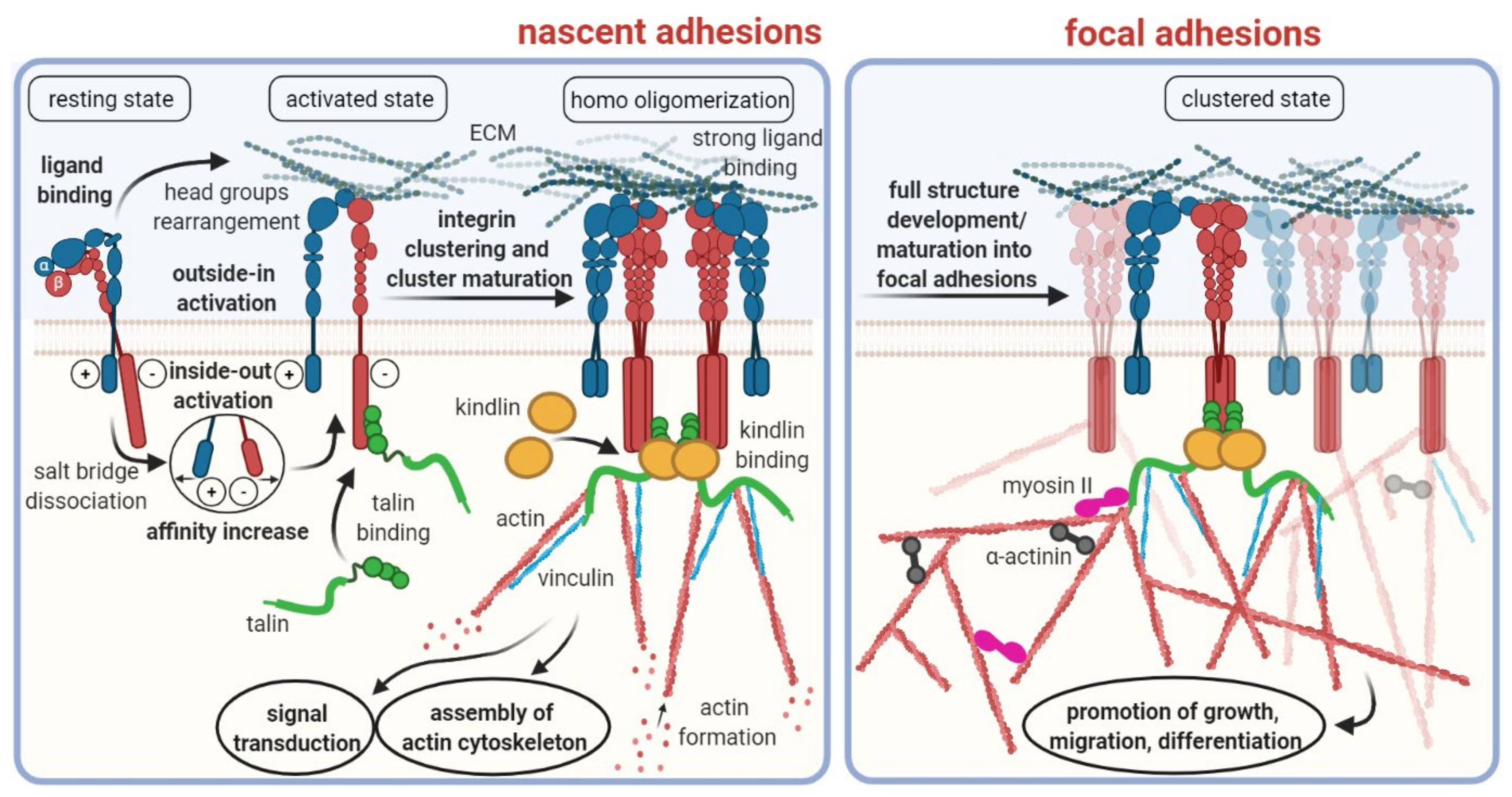Cancers 13 05958 g001
