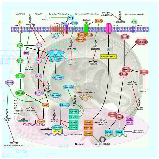 Cancers 13 05987 g001