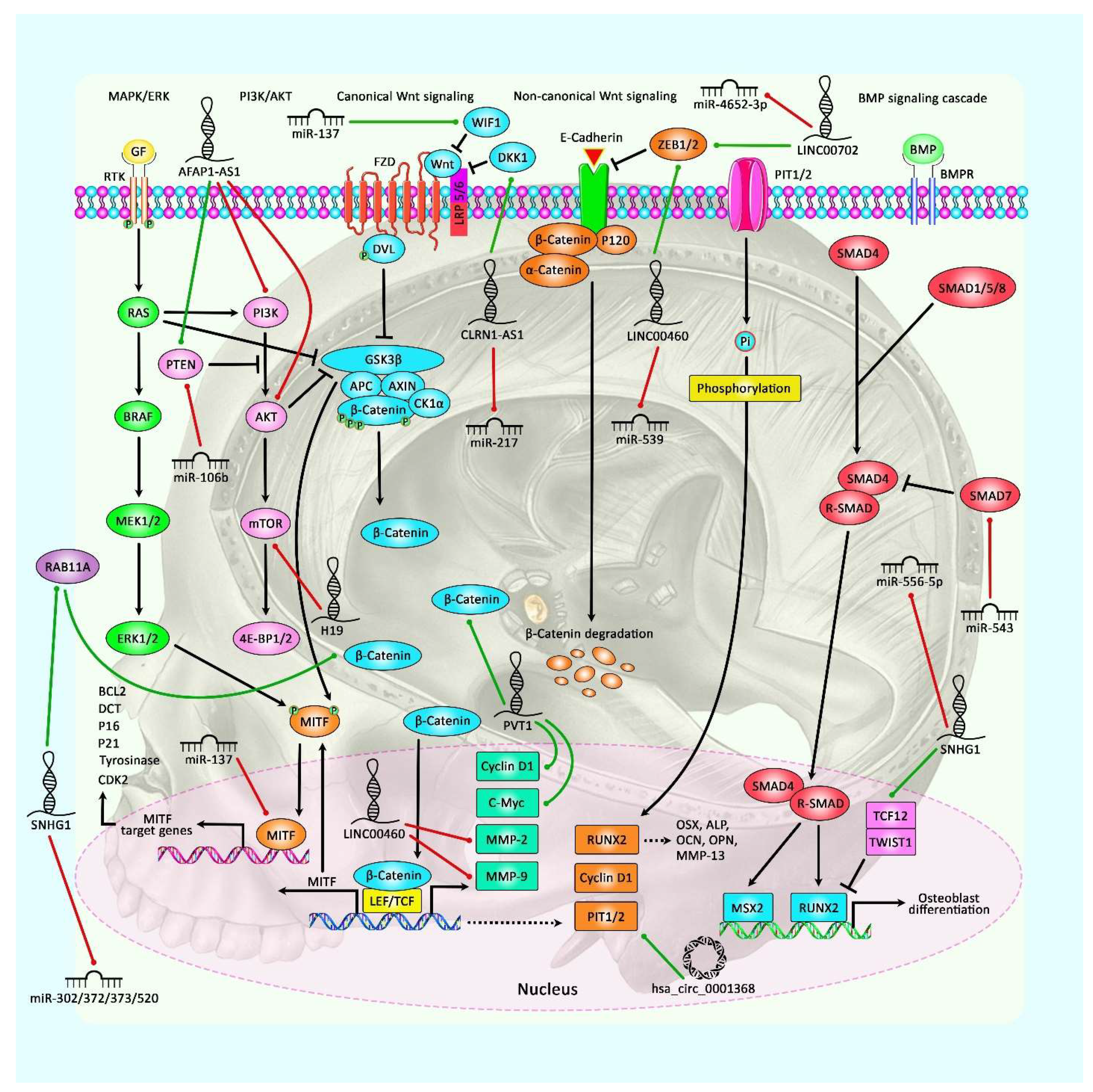 Cancers 13 05987 g001 Cancers 13 05987 g001