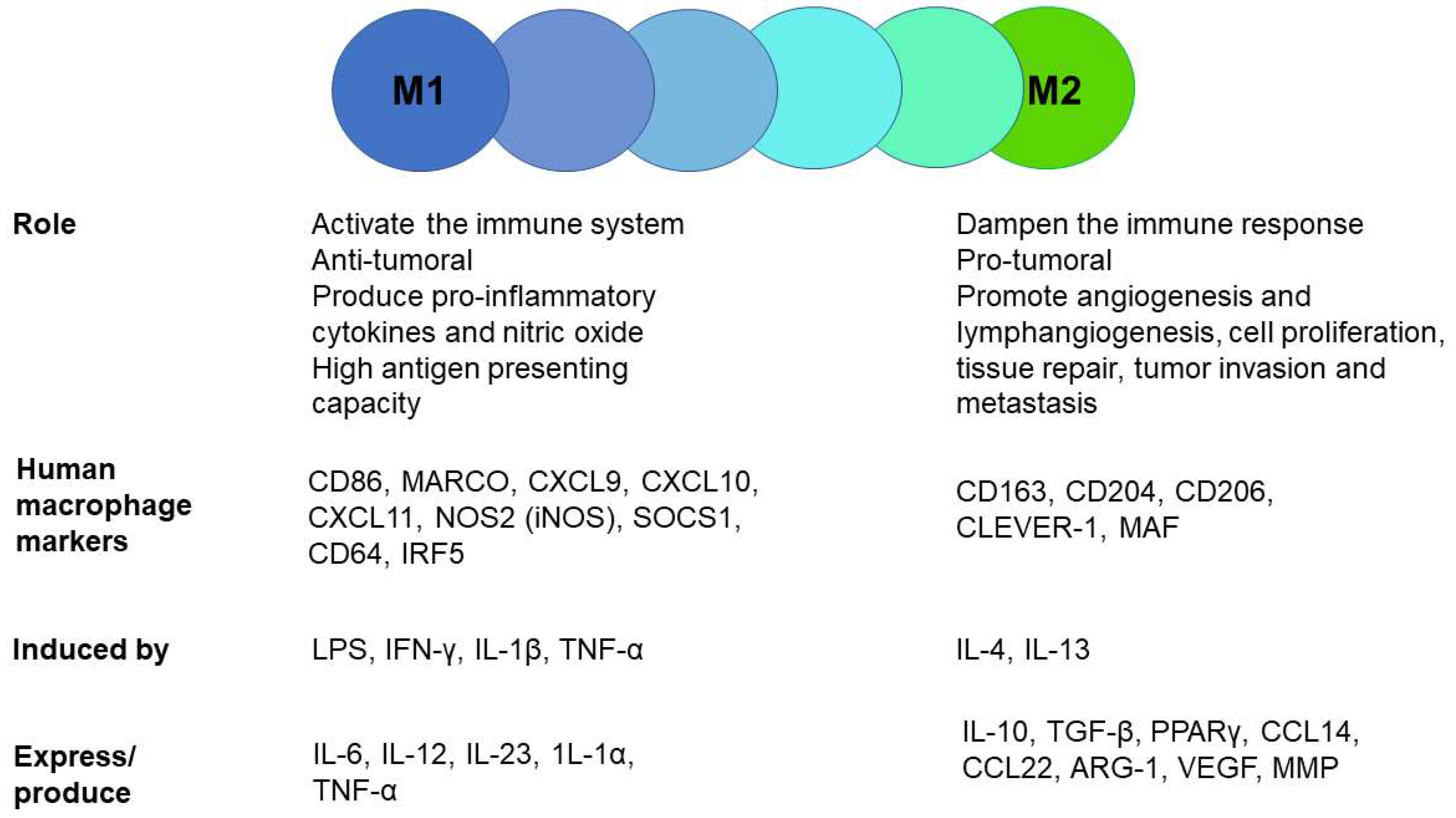Cancers 13 05988 g001