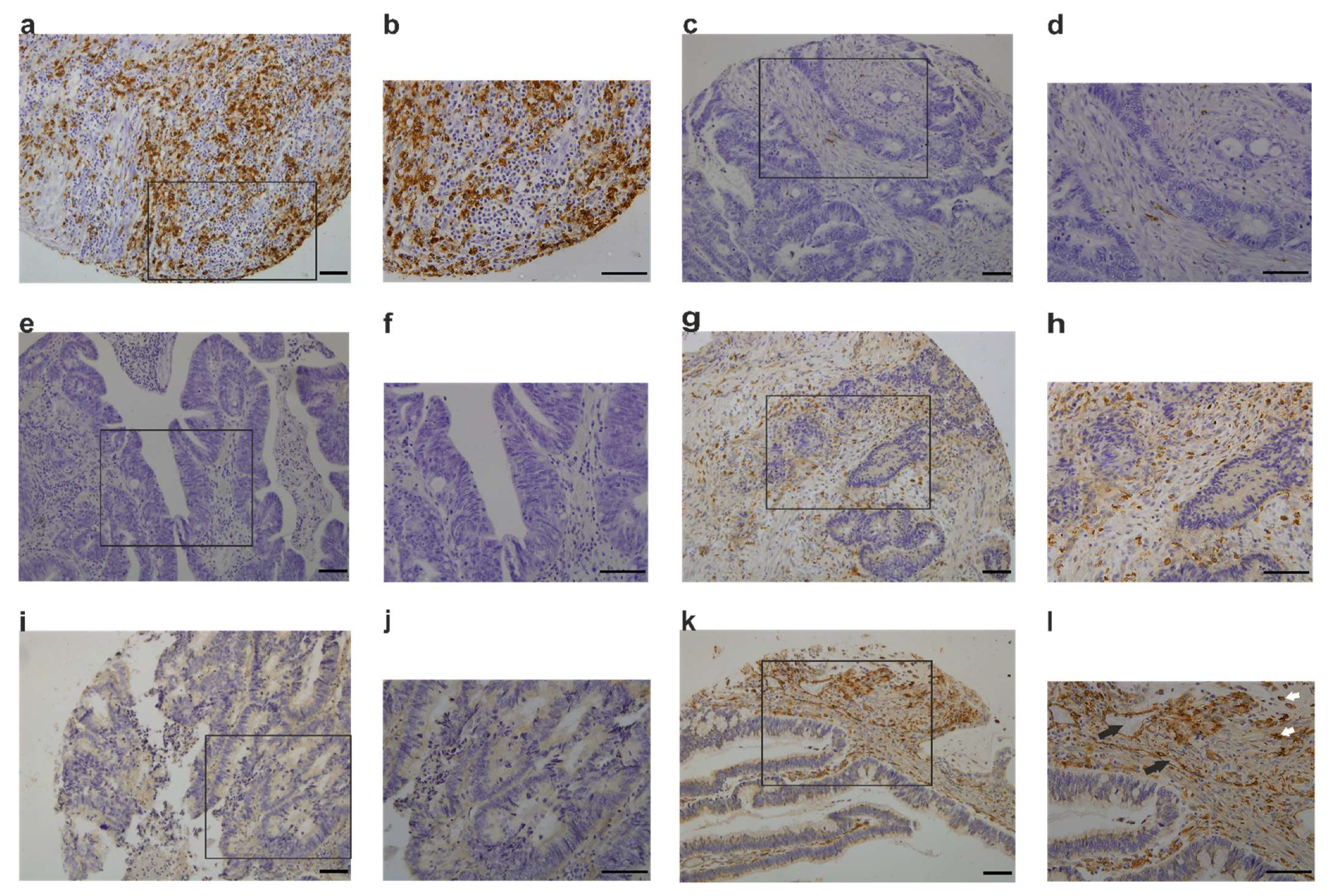 Cancers 13 05988 g003