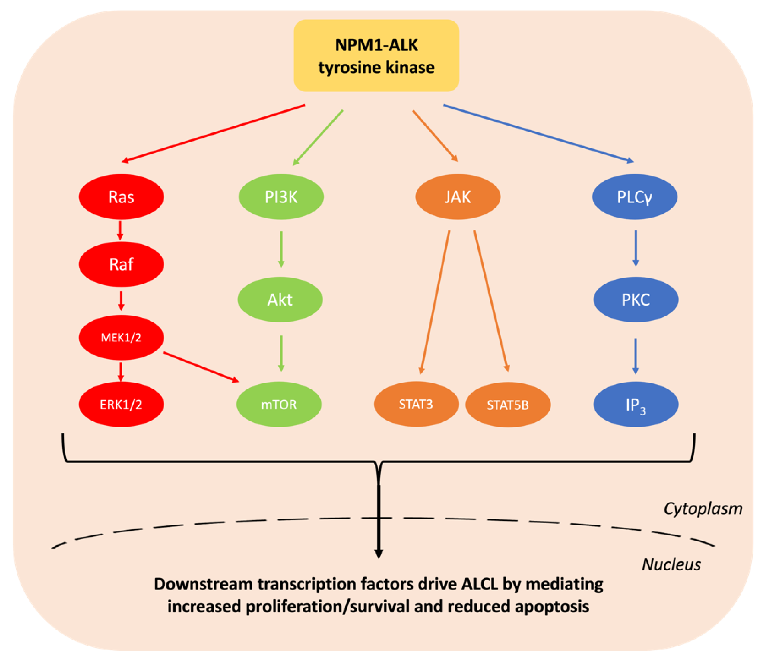 Cancers 13 06003 g002