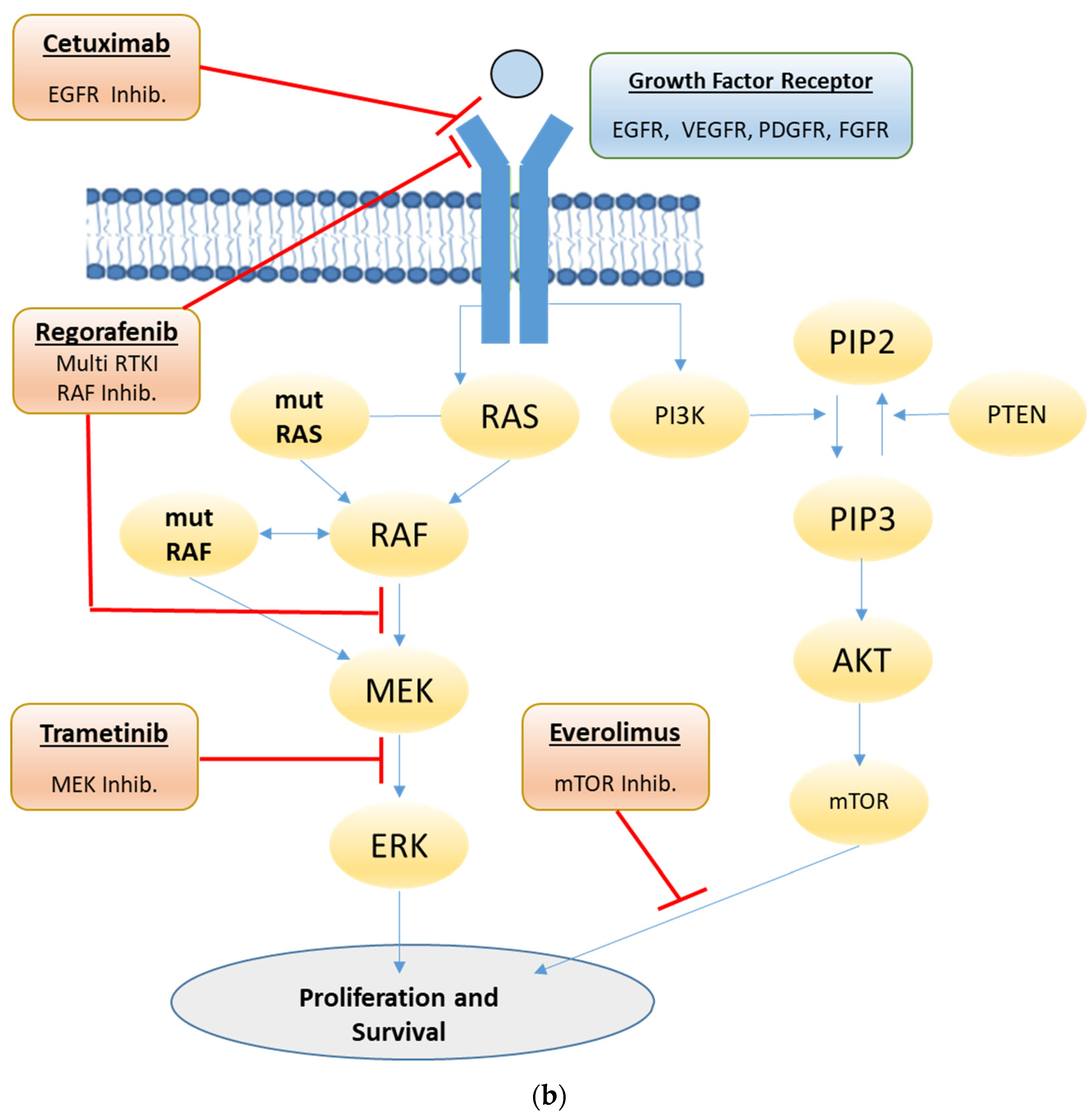 Cancers 13 06018 g001b