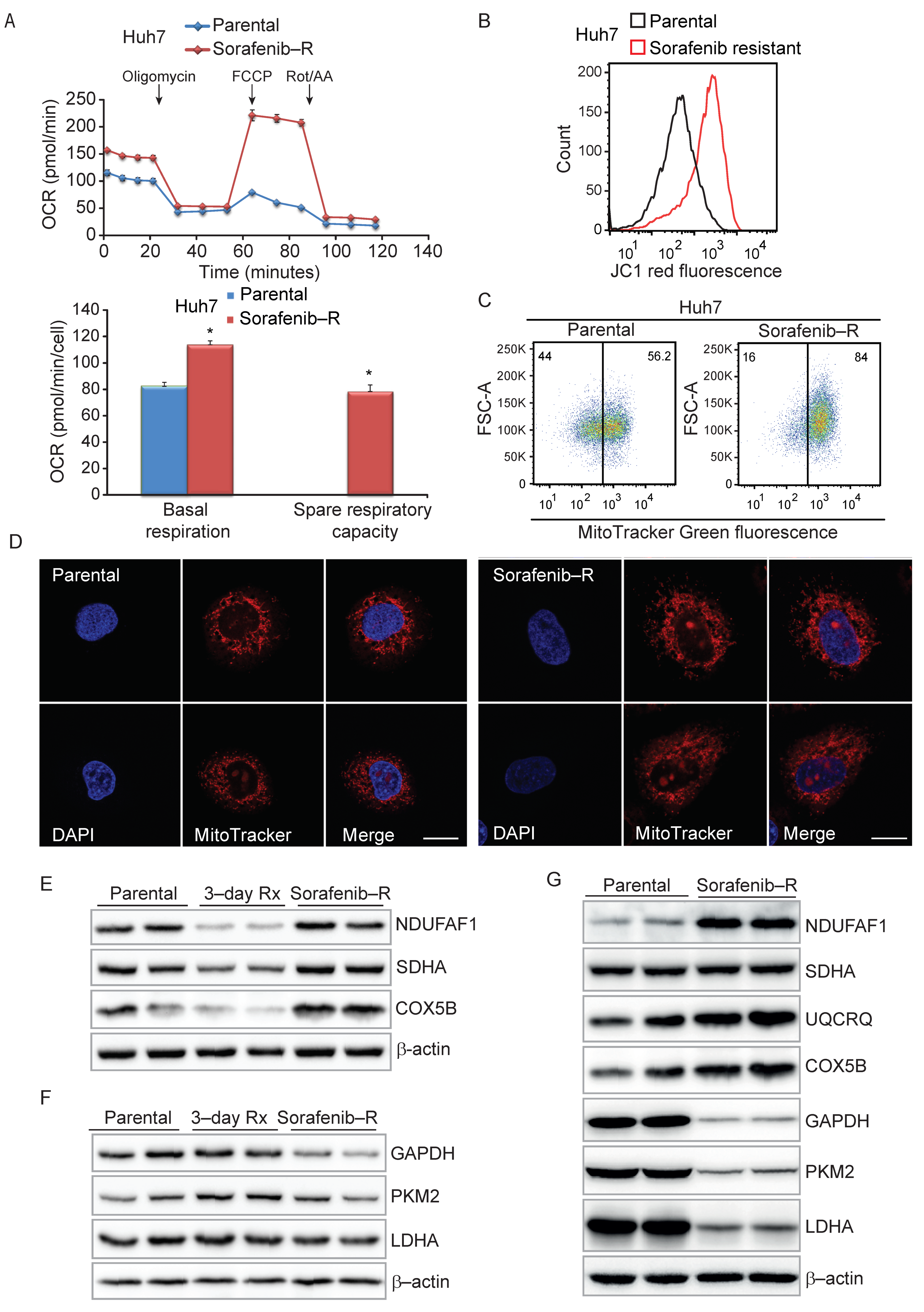Cancers 13 06029 g003
