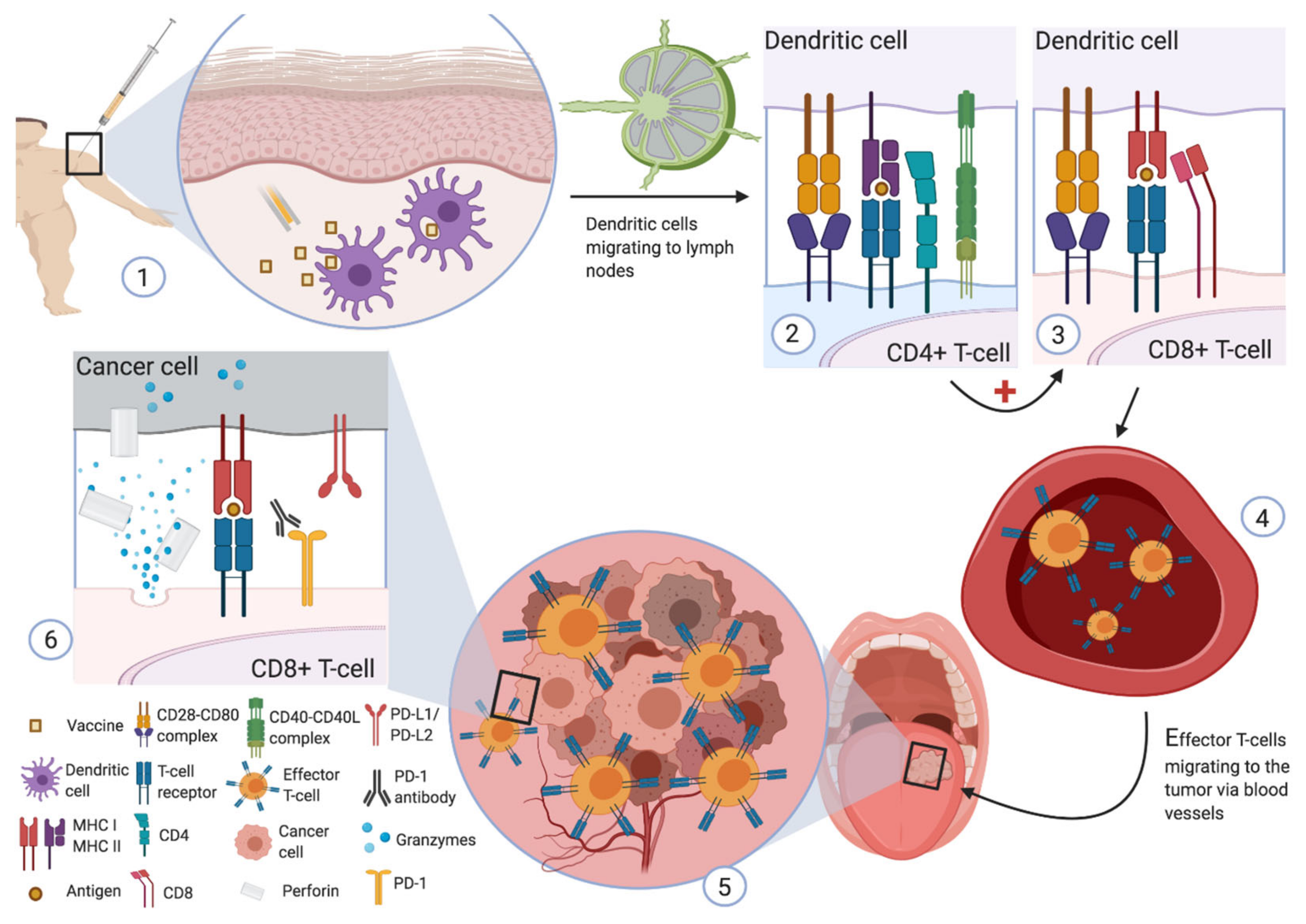 Cancers 13 06041 g001