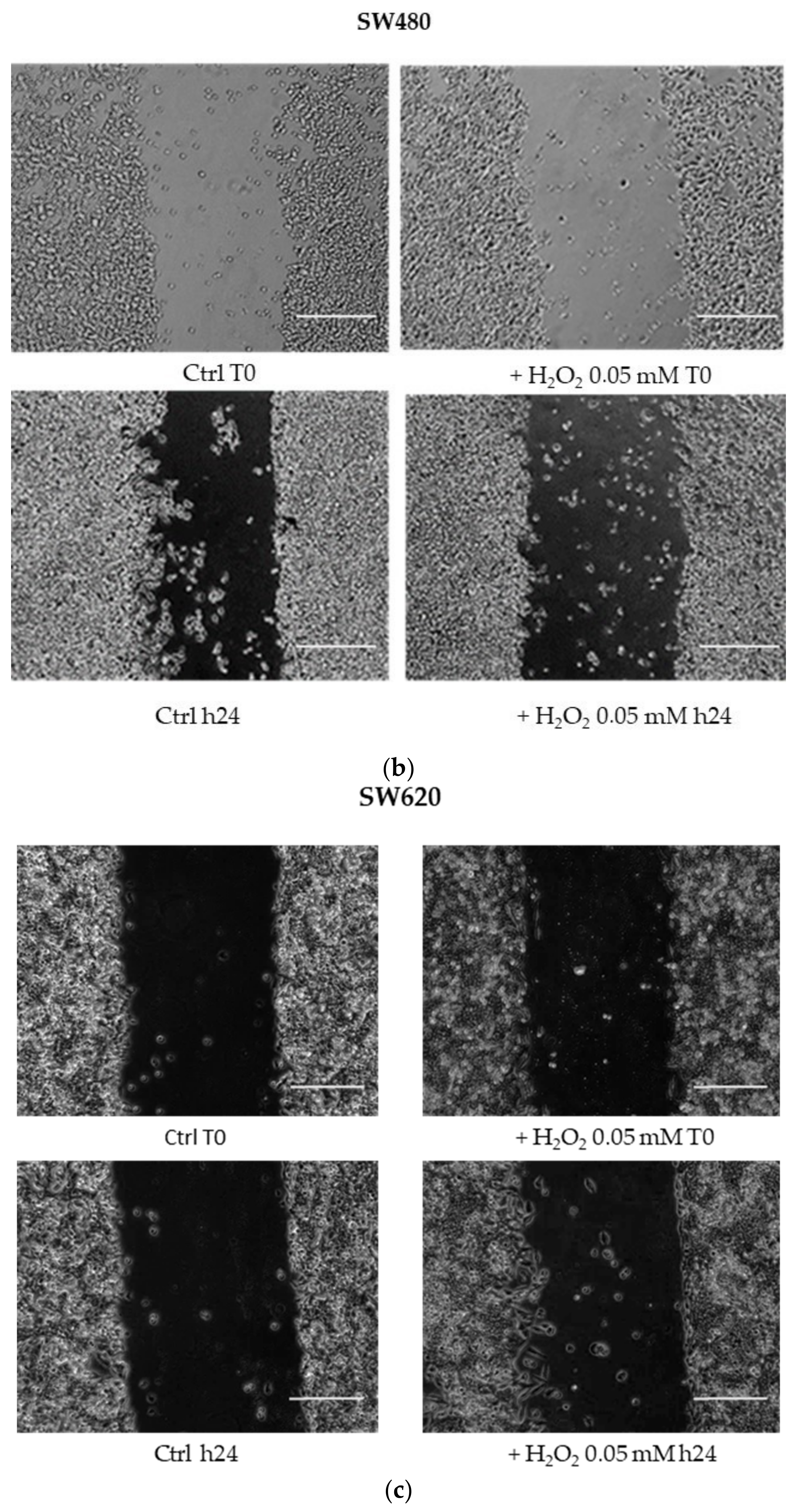 Cancers 13 06045 g004b